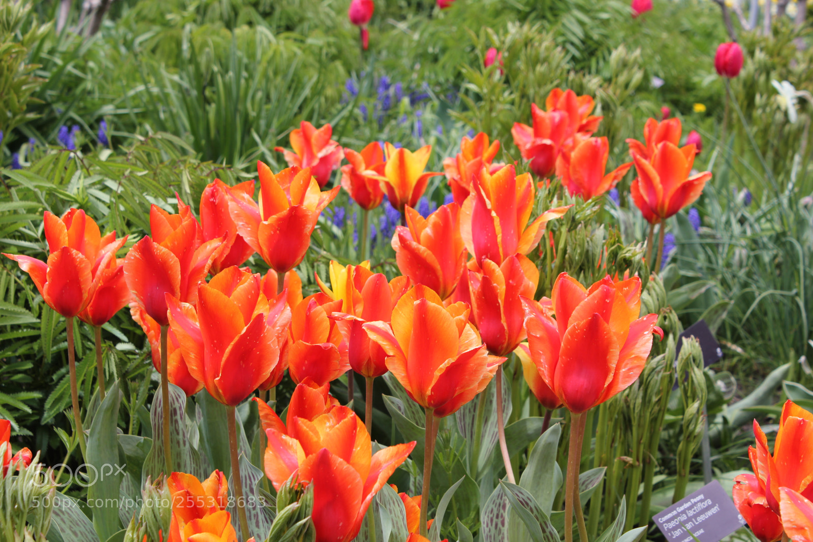 Canon EOS 550D (EOS Rebel T2i / EOS Kiss X4) sample photo. Tulips edward's gardens, toronto photography