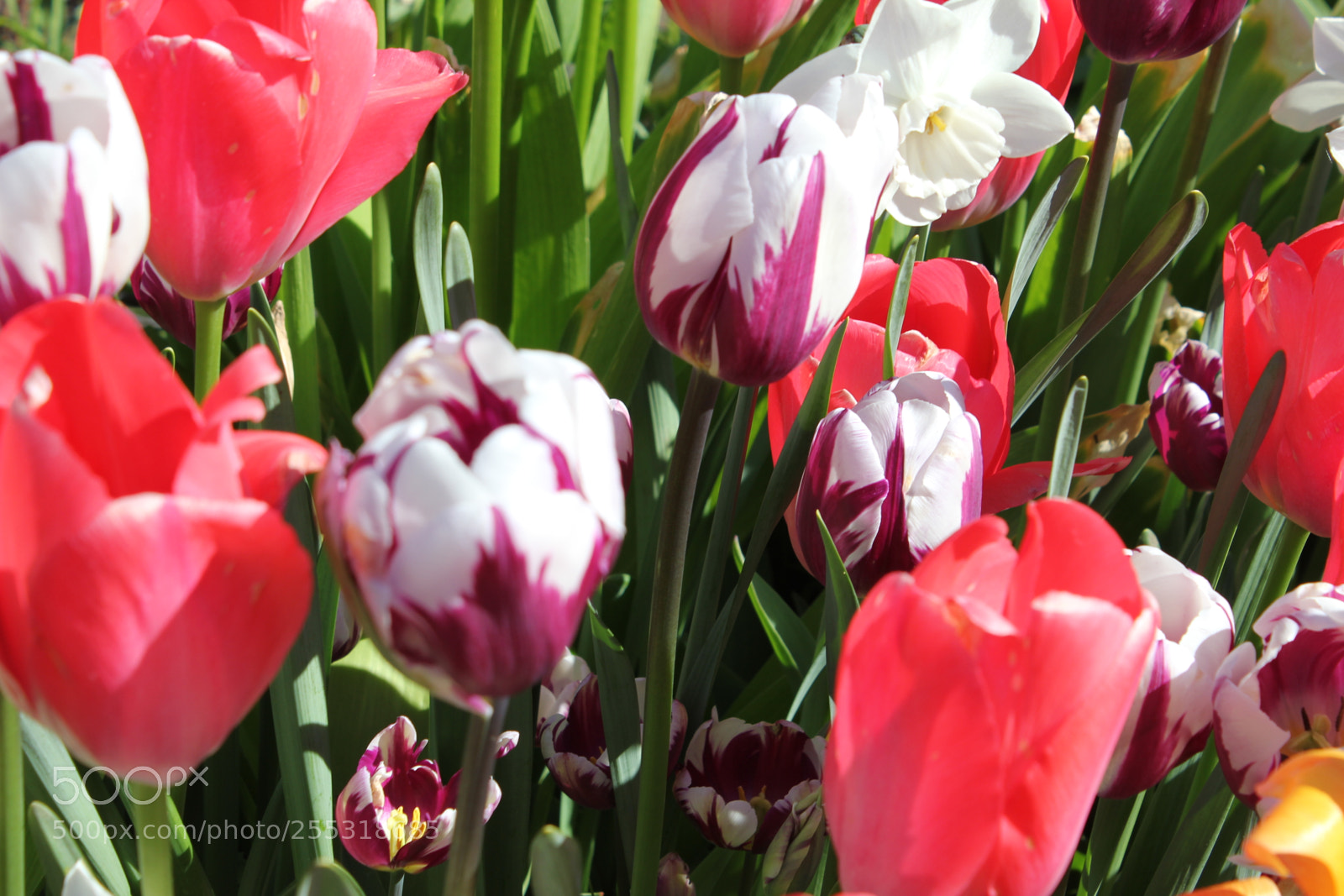 Canon EOS 550D (EOS Rebel T2i / EOS Kiss X4) sample photo. Tulips edward's gardens, toronto photography