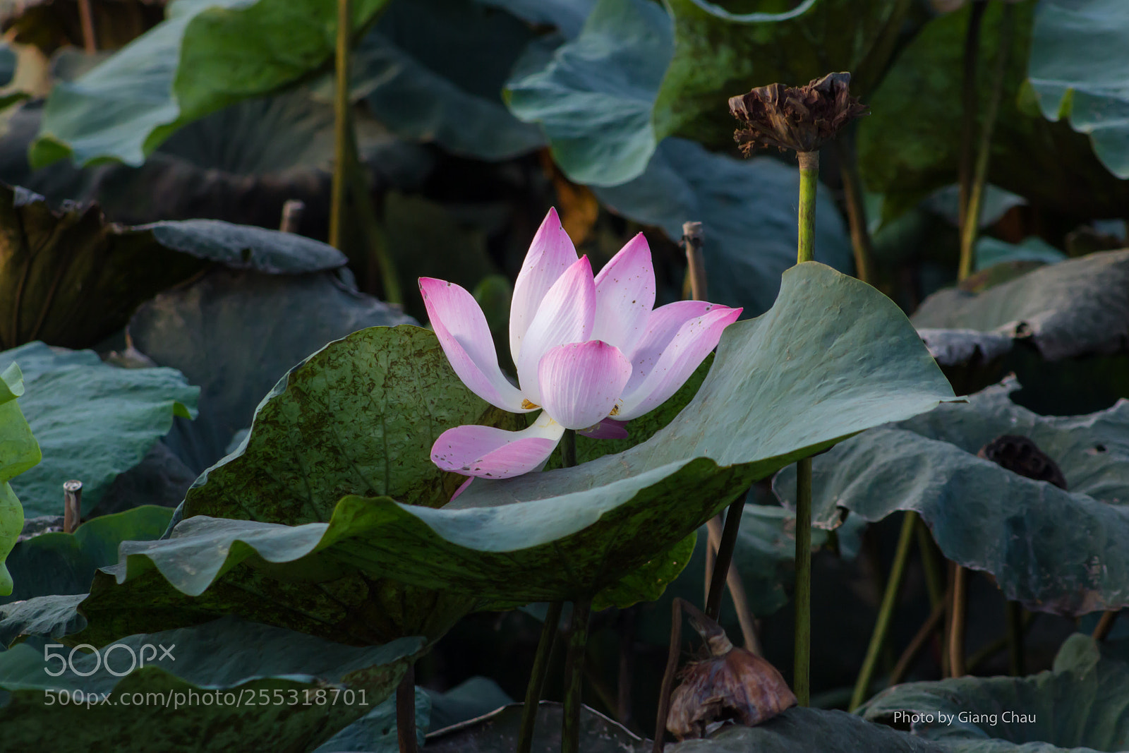 Canon EOS 60D sample photo. Untitled photography