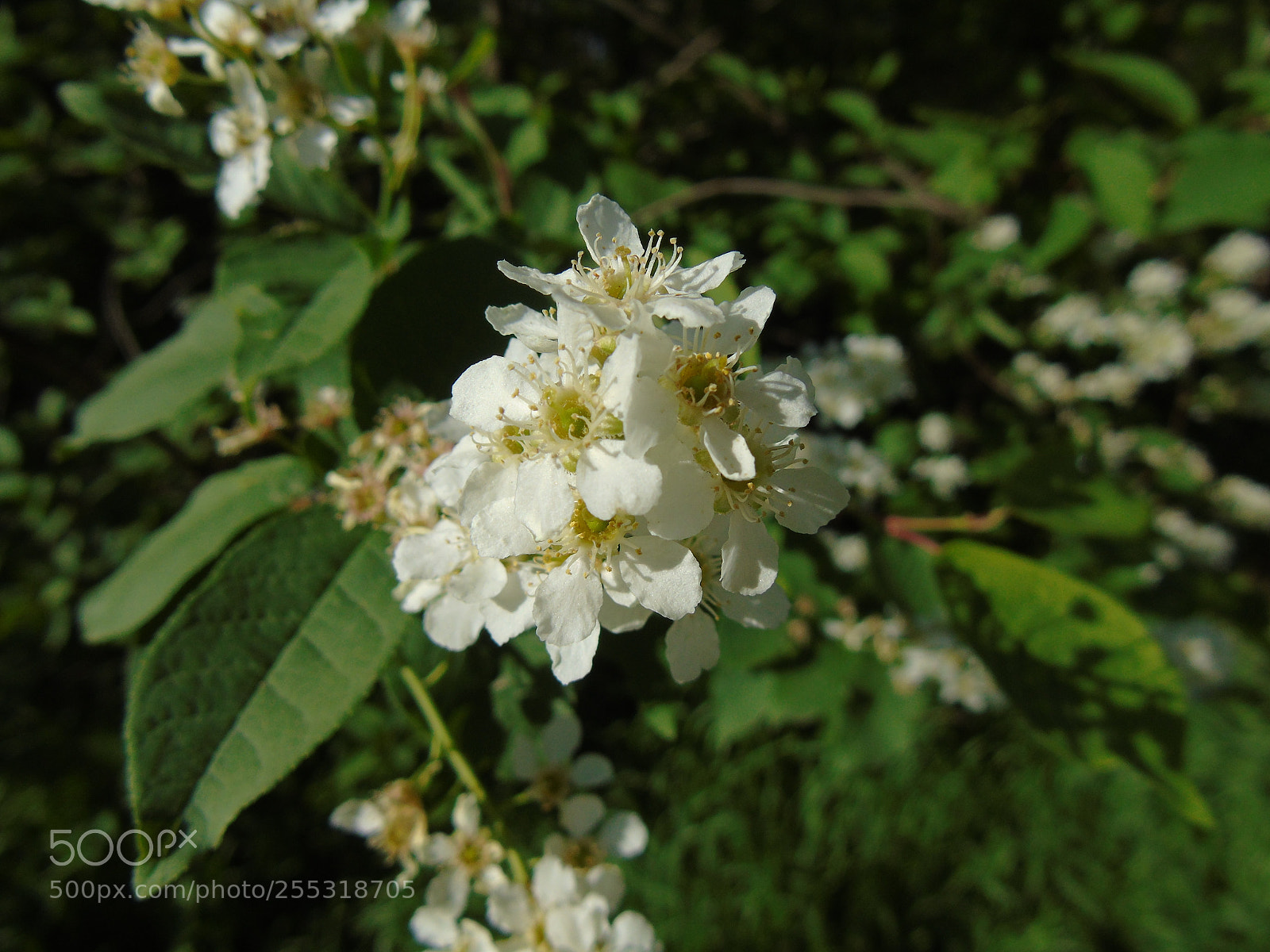 Sony Cyber-shot DSC-H400 sample photo. Untitled photography