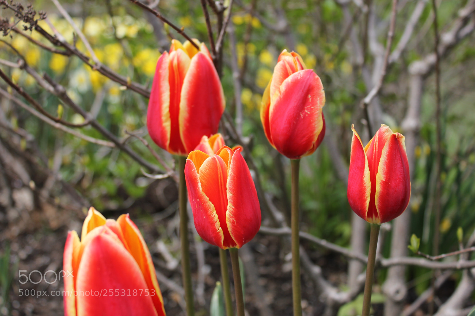 Canon EOS 550D (EOS Rebel T2i / EOS Kiss X4) sample photo. Tulips edward's gardens, toronto photography