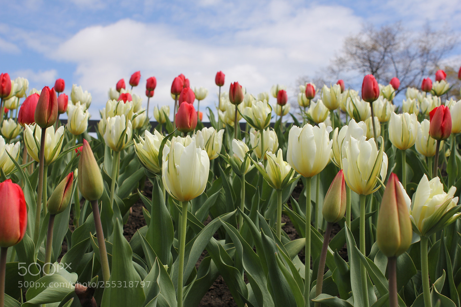 Canon EOS 550D (EOS Rebel T2i / EOS Kiss X4) sample photo. Tulips edward's gardens, toronto photography