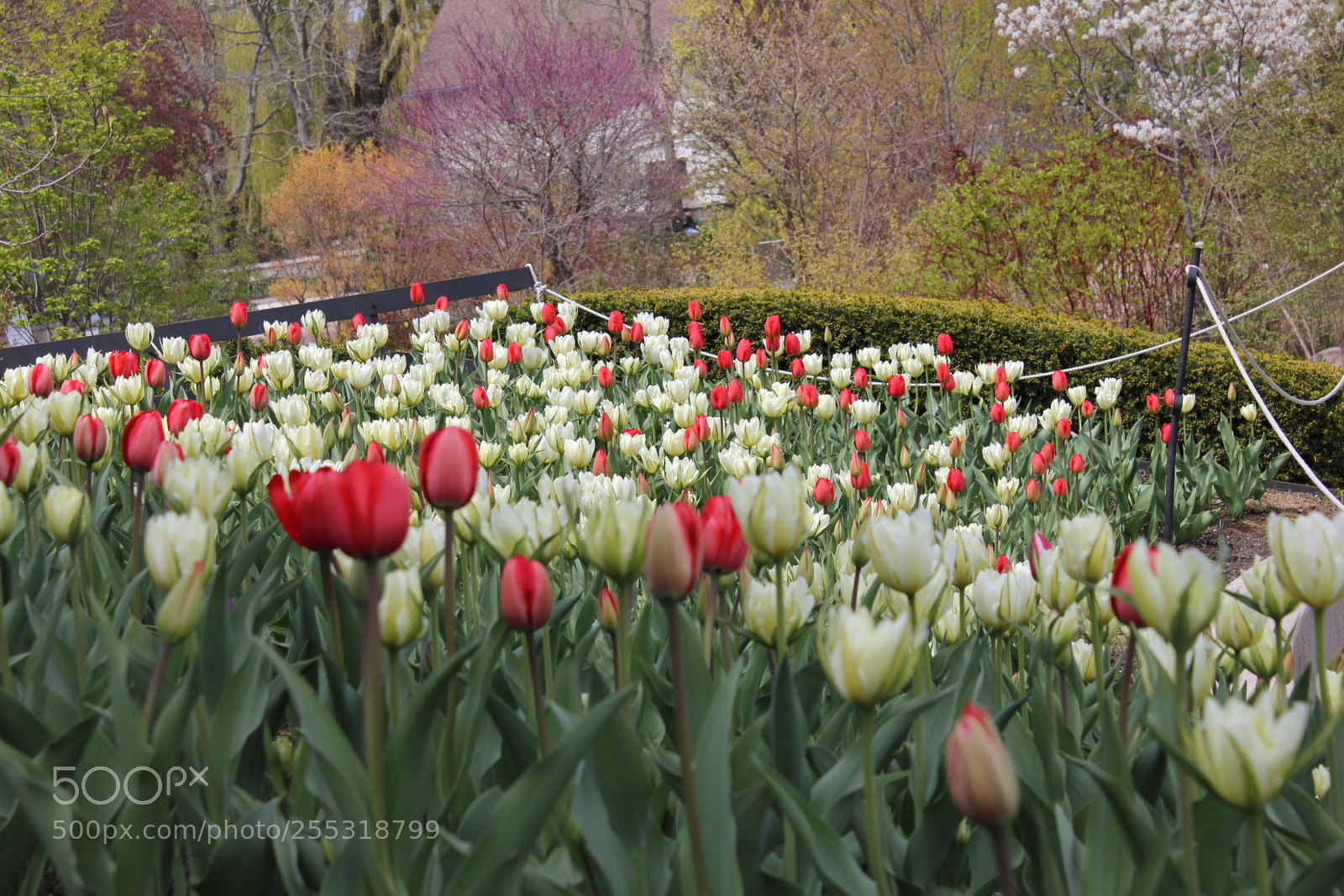Canon EOS 550D (EOS Rebel T2i / EOS Kiss X4) sample photo. Tulips edward's gardens, toronto photography