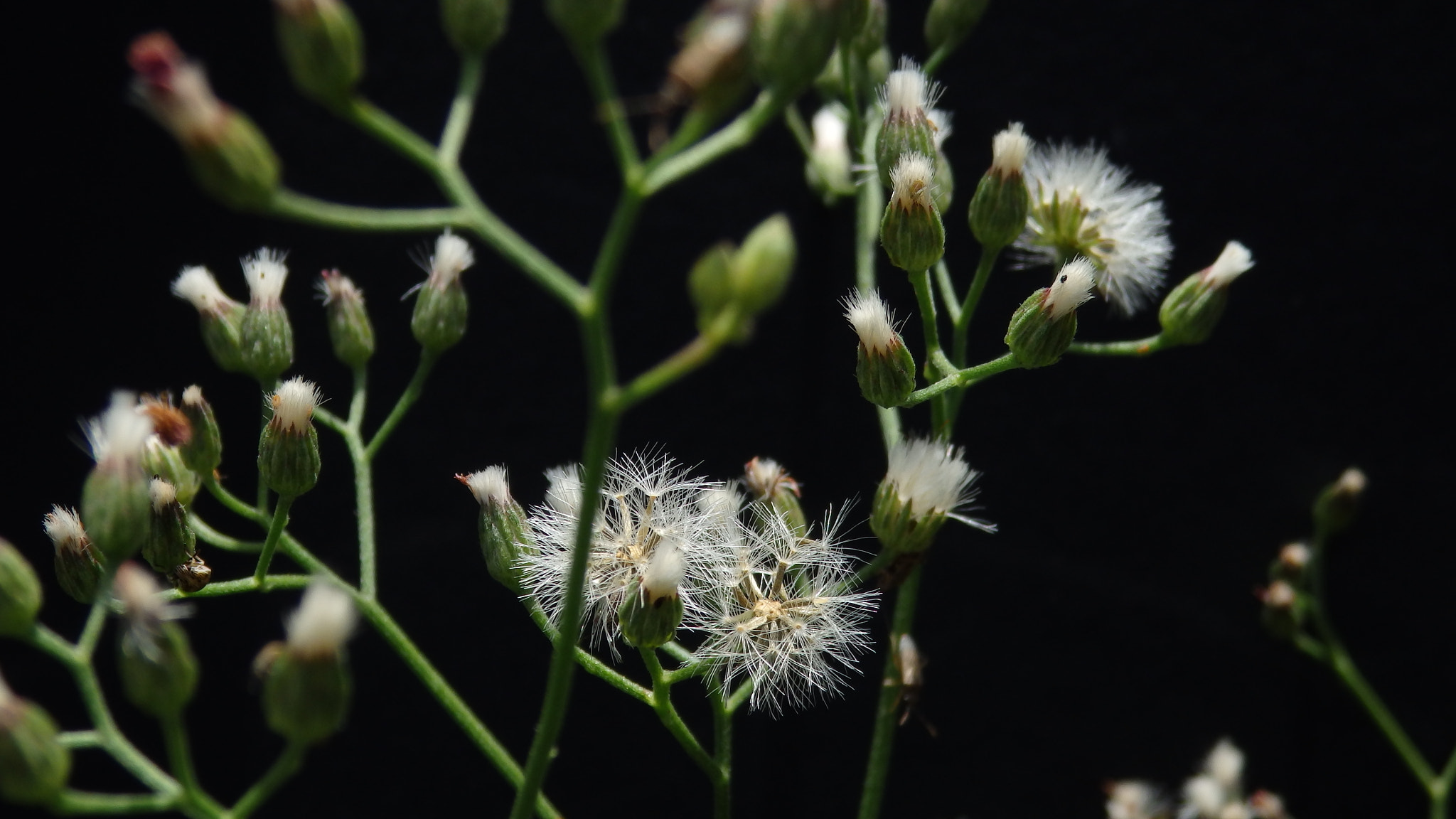 Olympus SZ-16,DZ-105 sample photo. The nature's punch photography