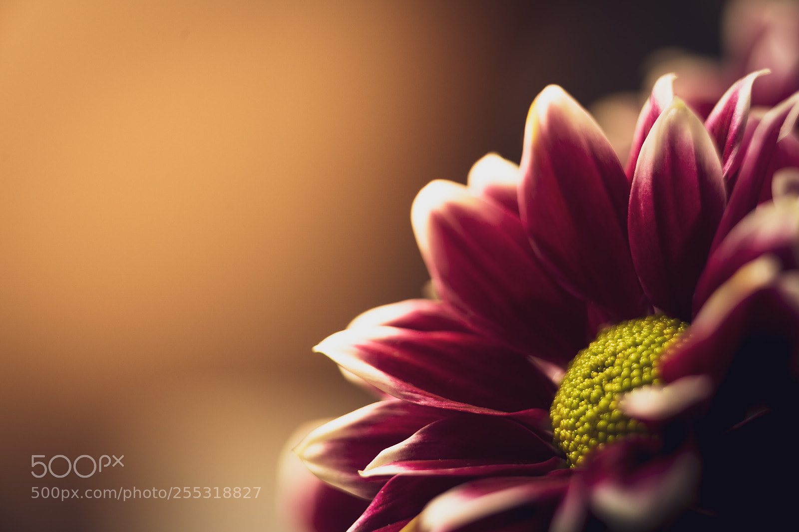 Canon EOS 6D sample photo. Flower in afternoon light photography