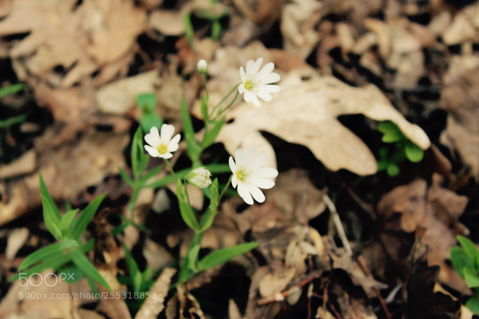 Canon EOS 700D (EOS Rebel T5i / EOS Kiss X7i) sample photo. Untitled photography