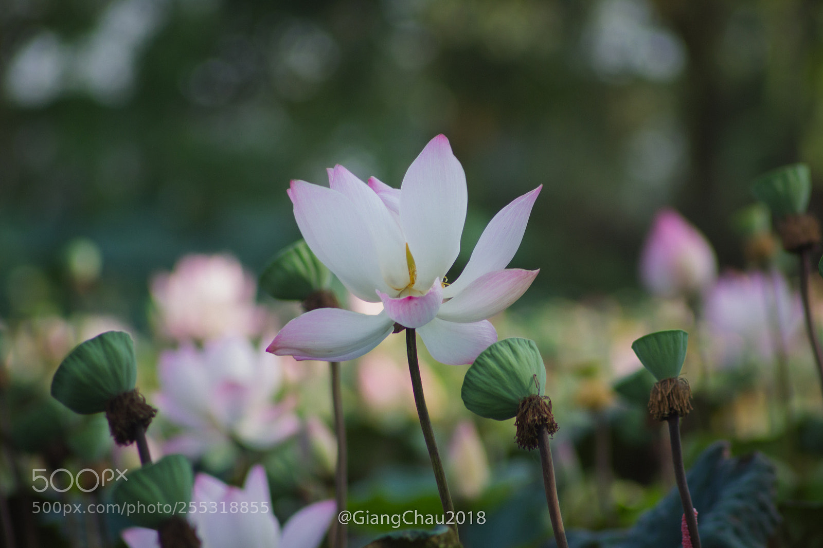 Canon EOS 60D sample photo. Lotus photography