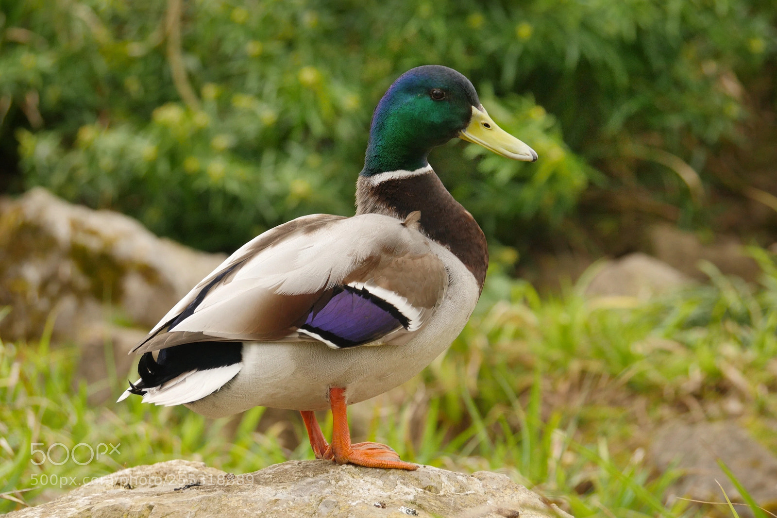 Panasonic Lumix DMC-GH4 sample photo. Mallard  photography