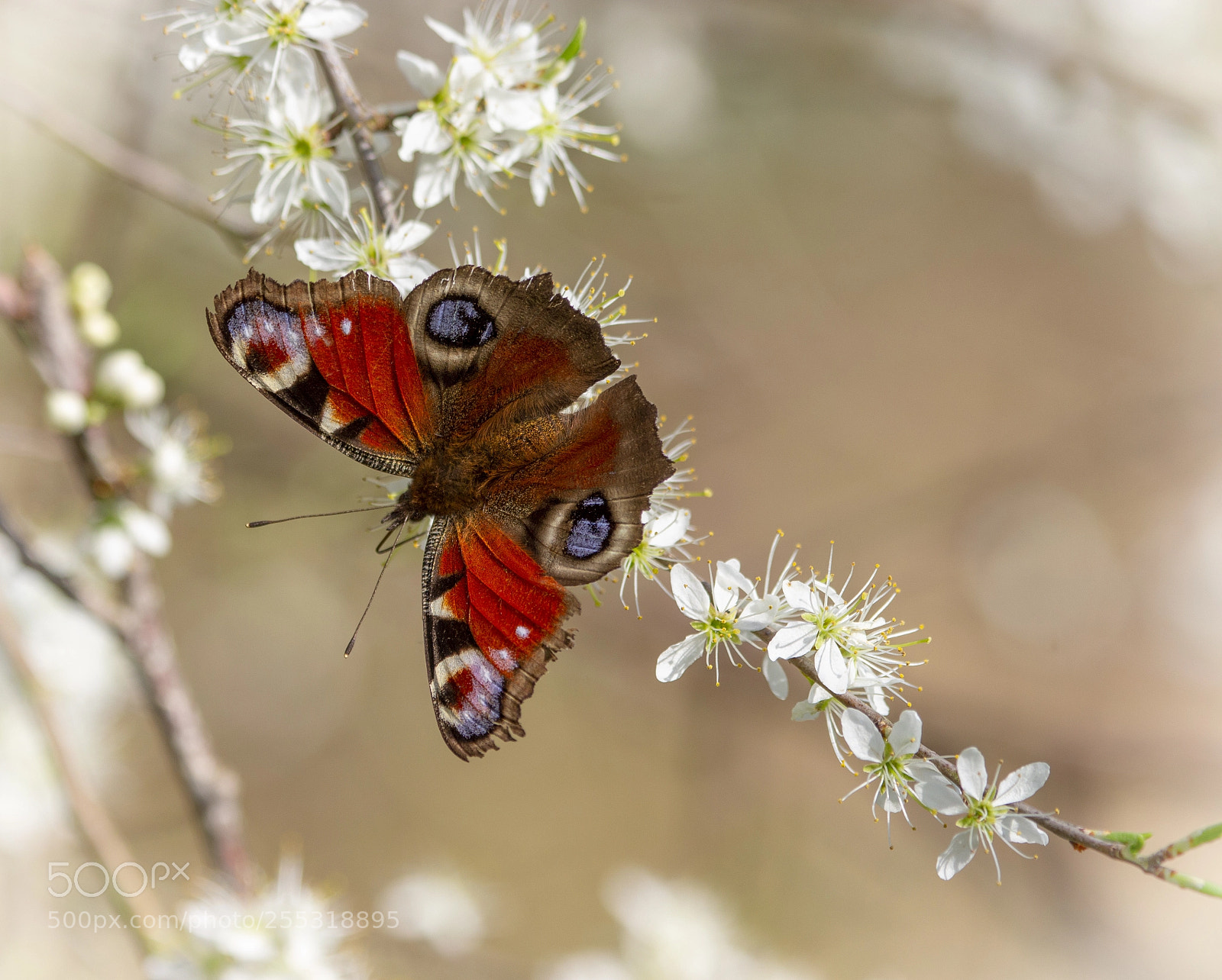 Canon EOS 700D (EOS Rebel T5i / EOS Kiss X7i) sample photo. Peacock on hawthorn photography