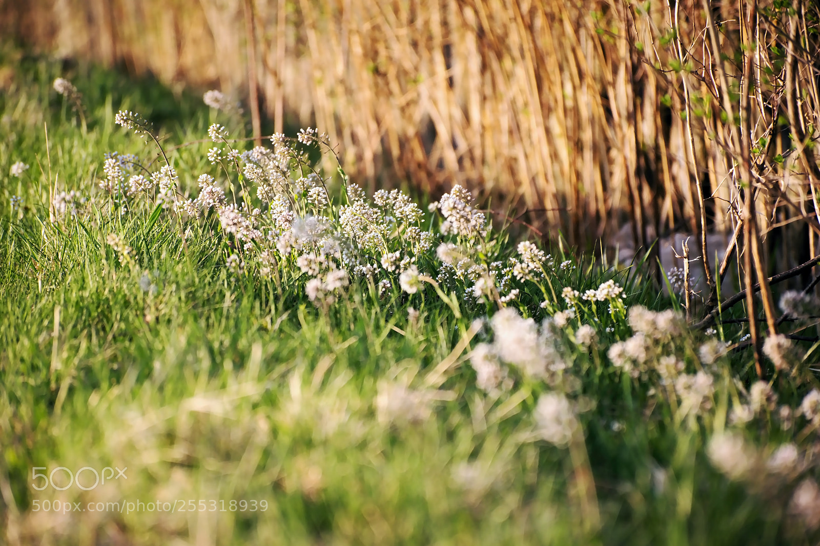 Nikon D5300 sample photo. Detail of spring nature photography