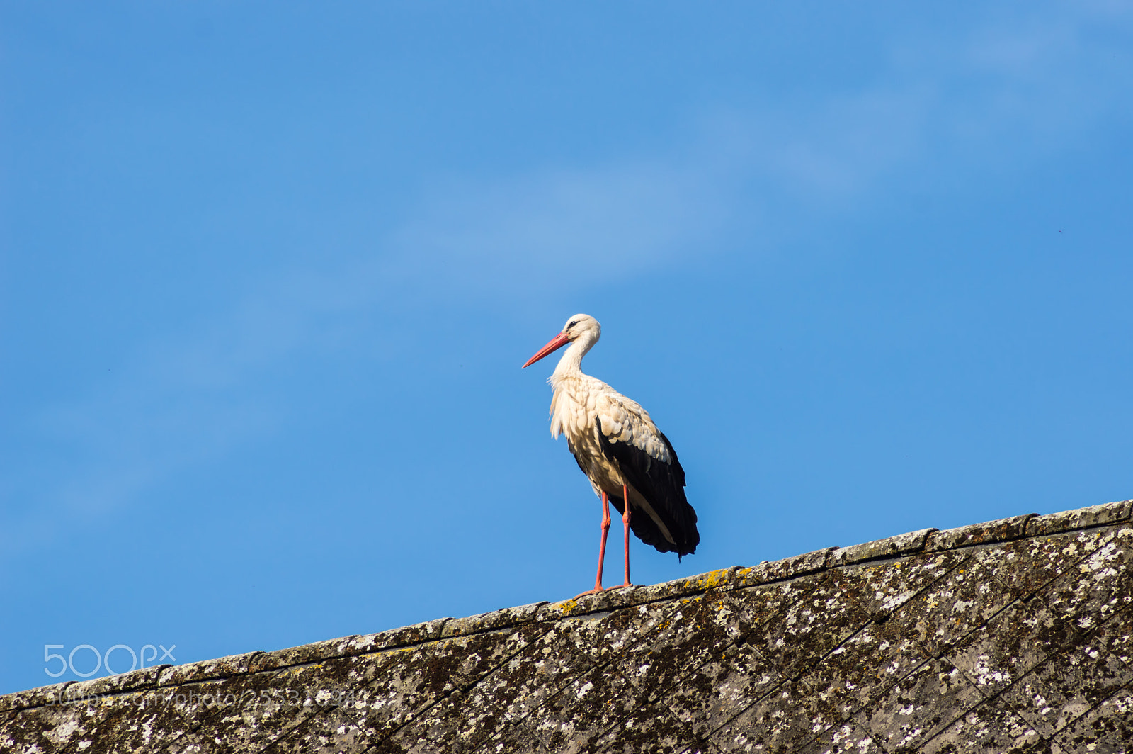 Nikon D3200 sample photo. A stork on a photography