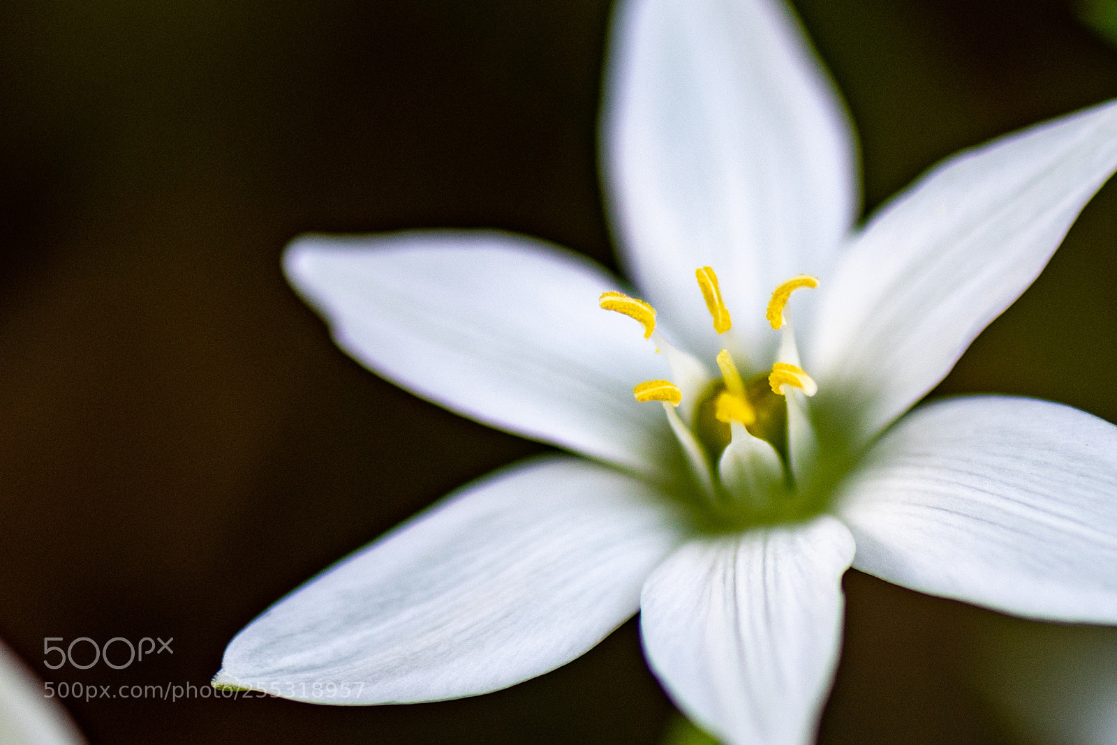 Nikon D750 sample photo. Spring flower photography