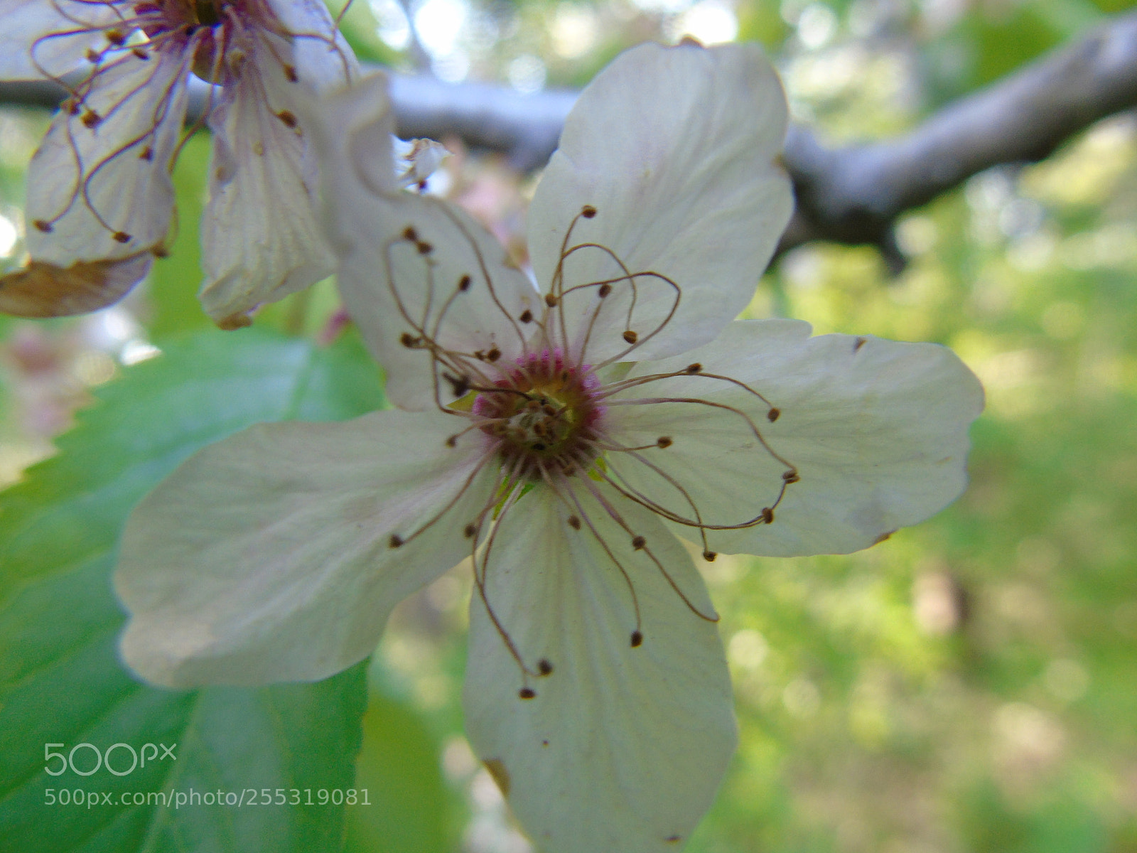 Sony Cyber-shot DSC-H400 sample photo. Untitled photography