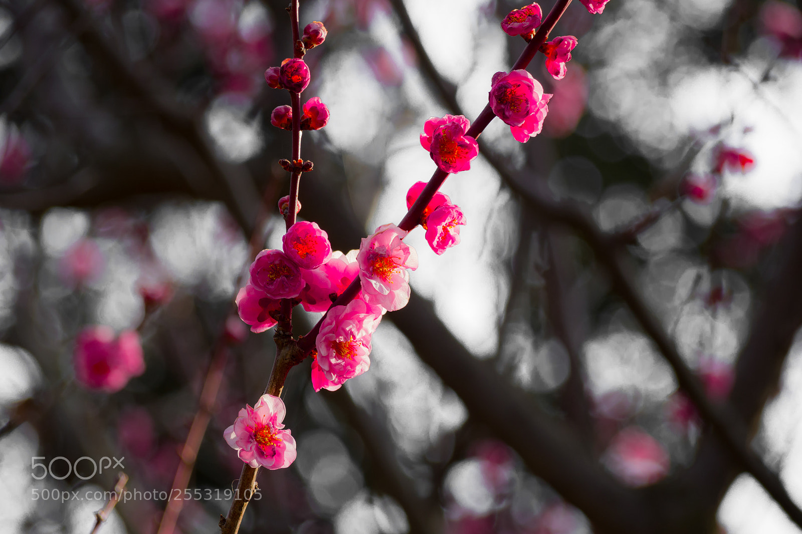 Olympus OM-D E-M10 II sample photo. Winter photography