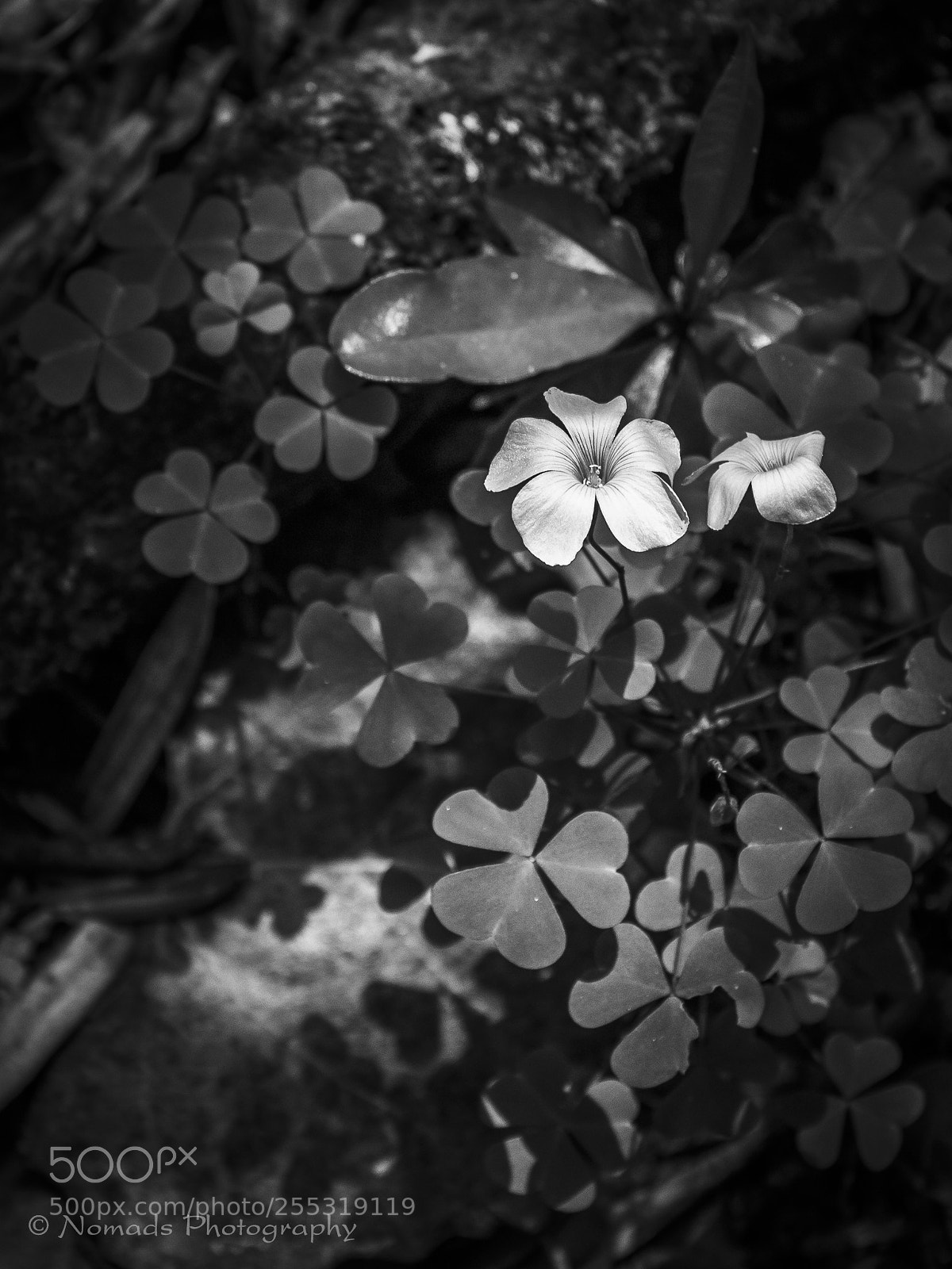 Canon EOS 650D (EOS Rebel T4i / EOS Kiss X6i) sample photo. Teeny photography