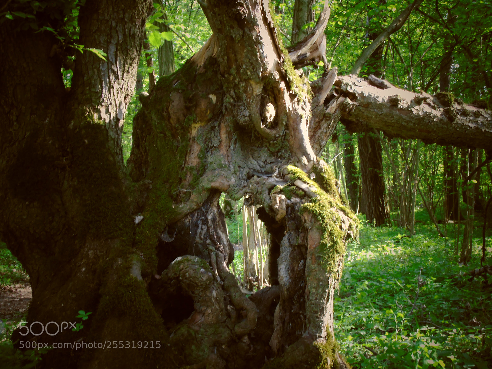 Sony Cyber-shot DSC-H400 sample photo. An interesting tree photography