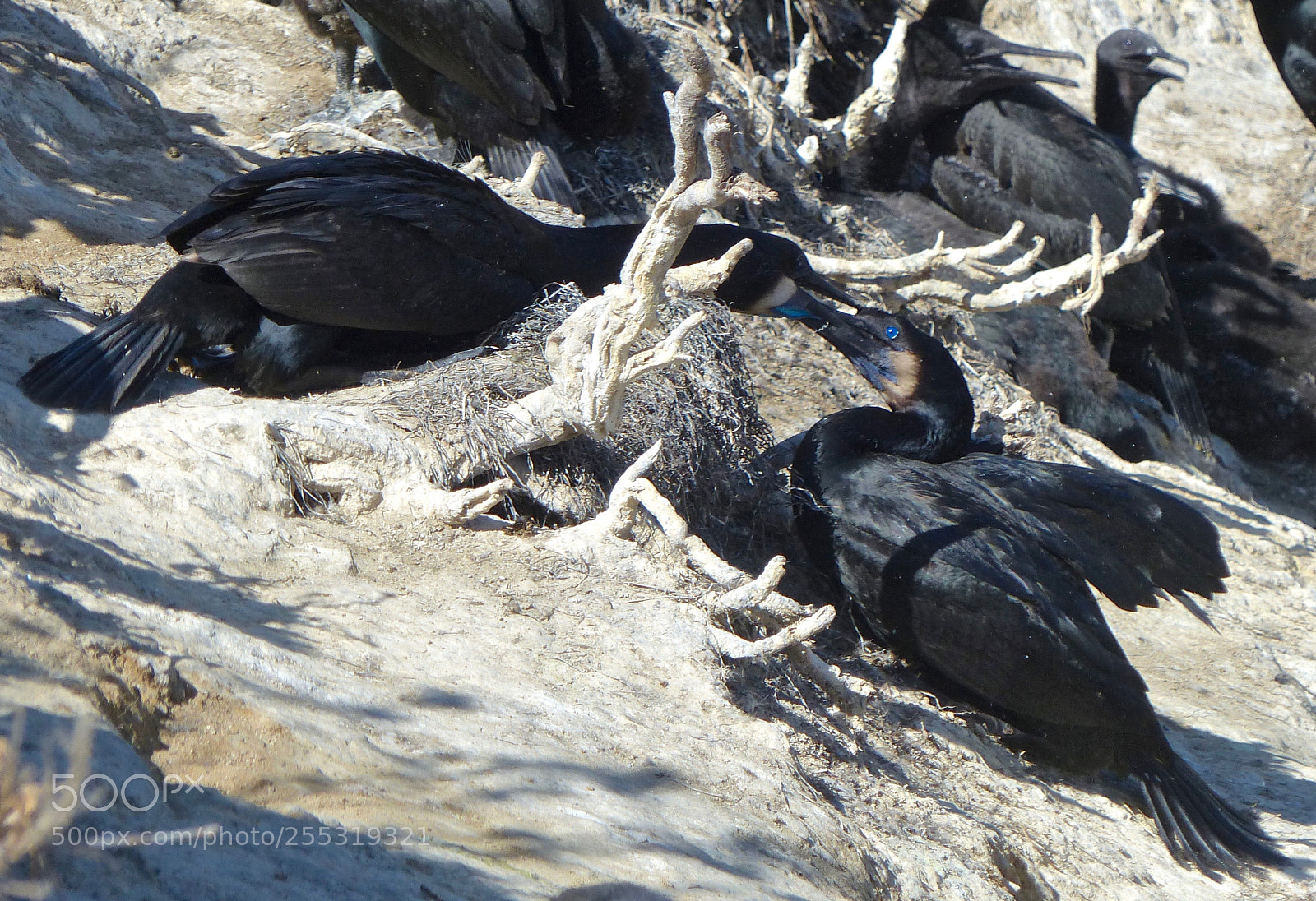 Panasonic Lumix DMC-FZ200 sample photo. Serious fight on nest photography
