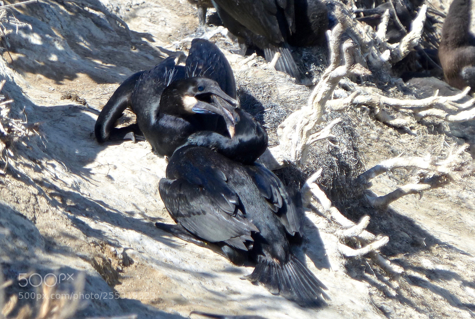 Panasonic Lumix DMC-FZ200 sample photo. The fight on nest photography