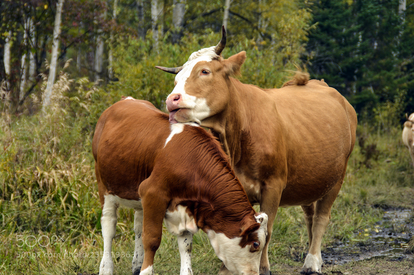 Nikon D7100 sample photo. Lovely cow photography