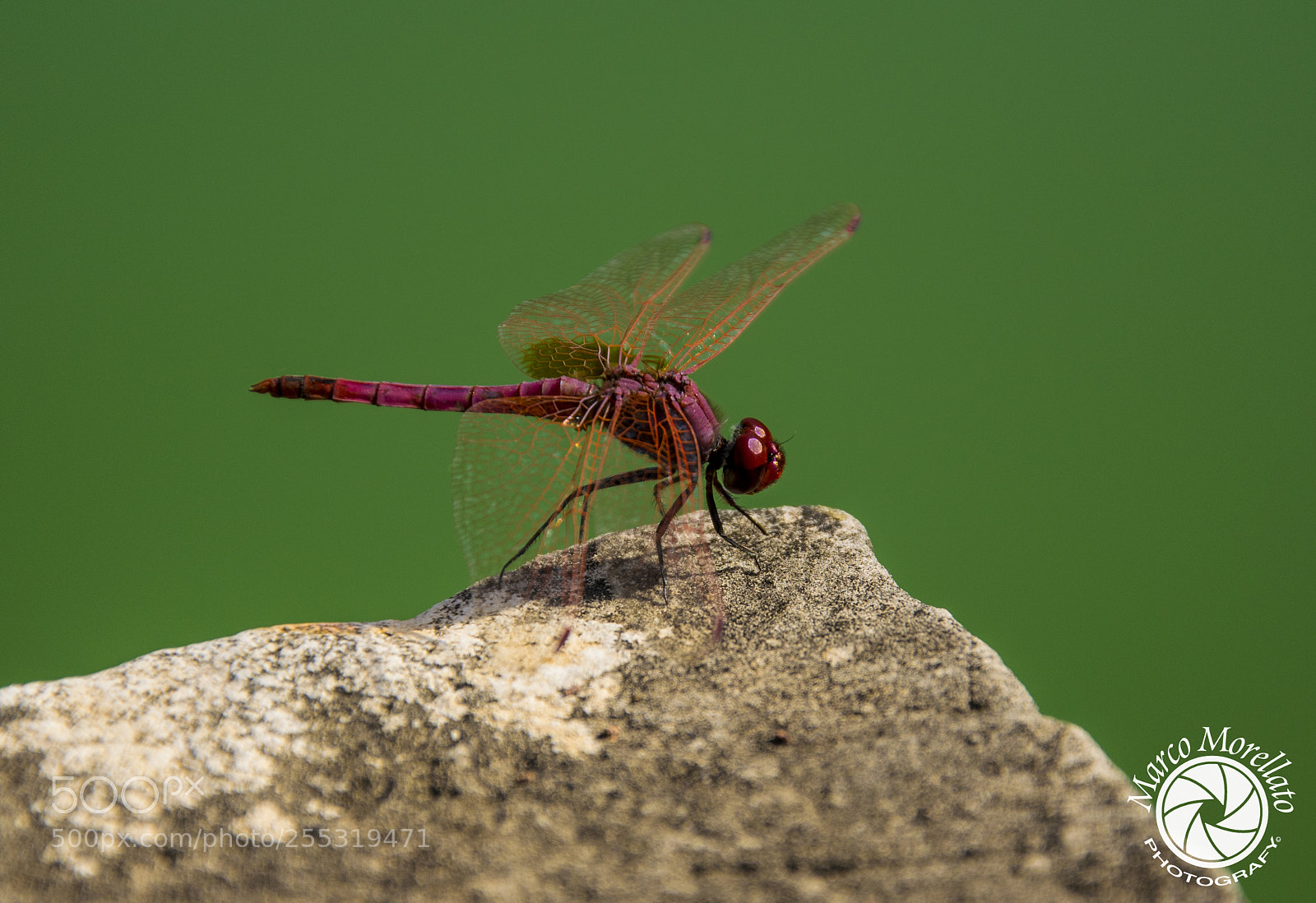 Nikon D3300 sample photo. Libellula photography