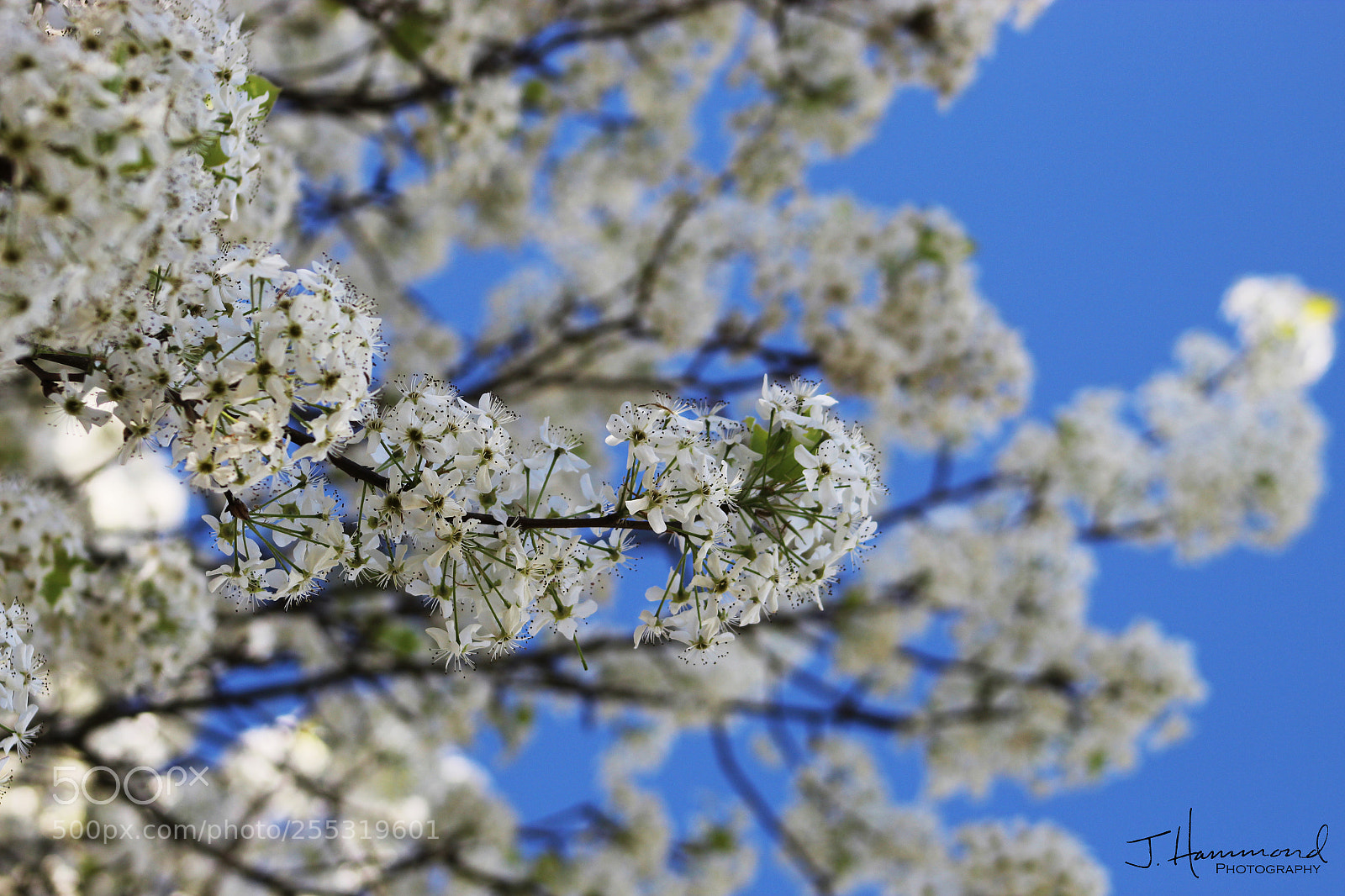 Canon EOS 1300D (EOS Rebel T6 / EOS Kiss X80) sample photo. Bradford blooms photography