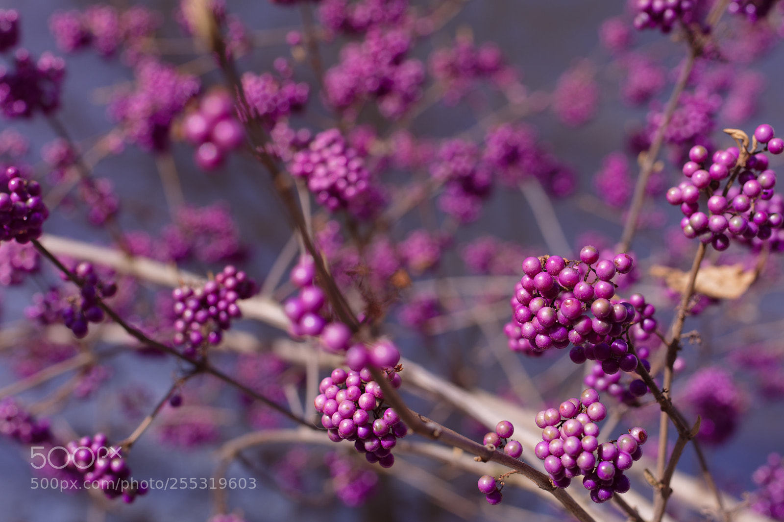 Canon EOS 5DS R sample photo. Violet fruits on the photography