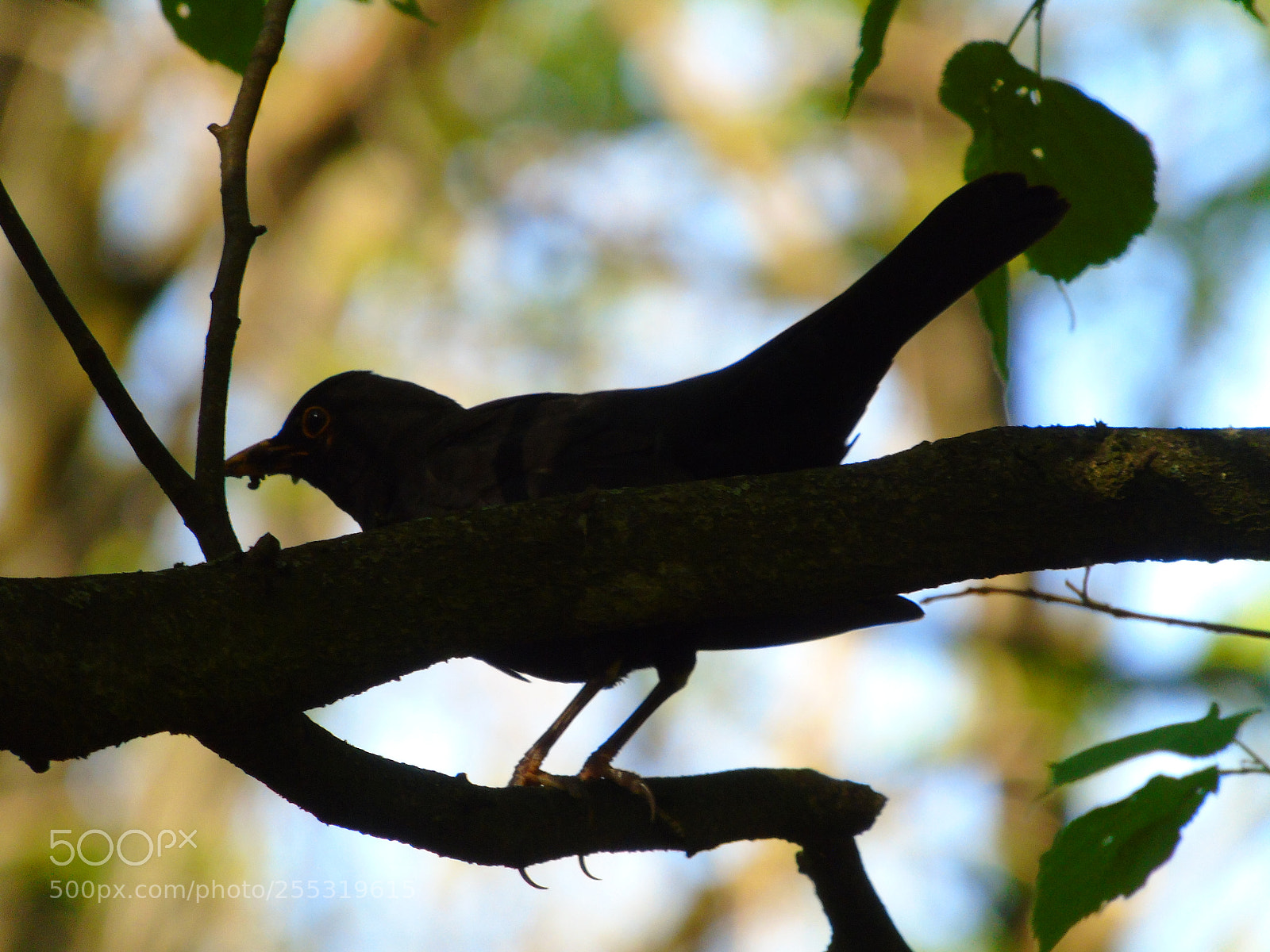 Sony Cyber-shot DSC-H400 sample photo. +++ photography