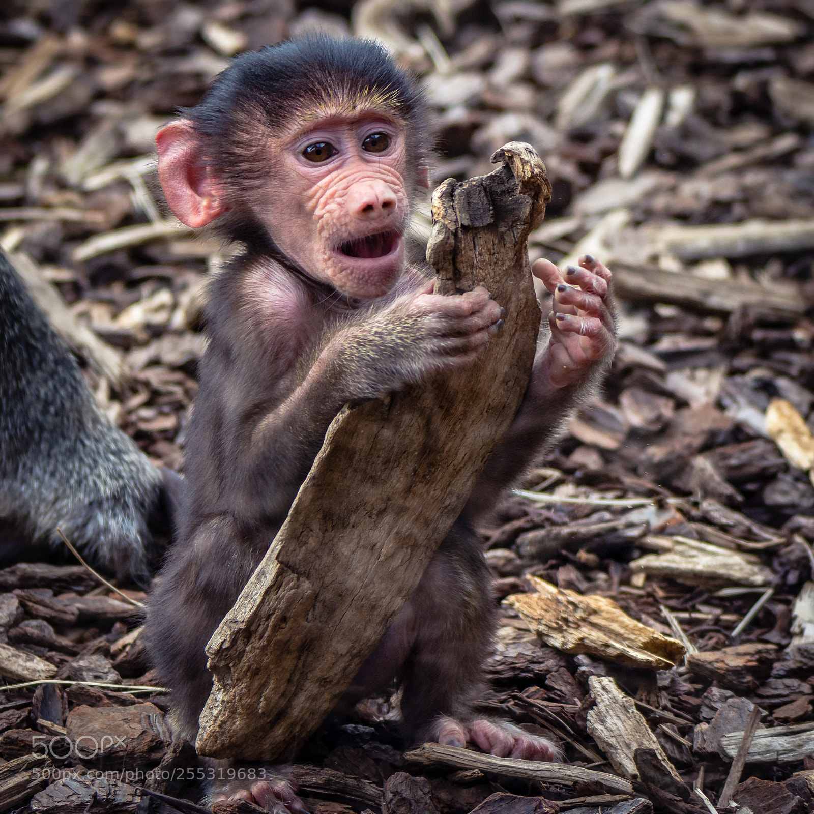 Nikon D7200 sample photo. Just adorable... photography