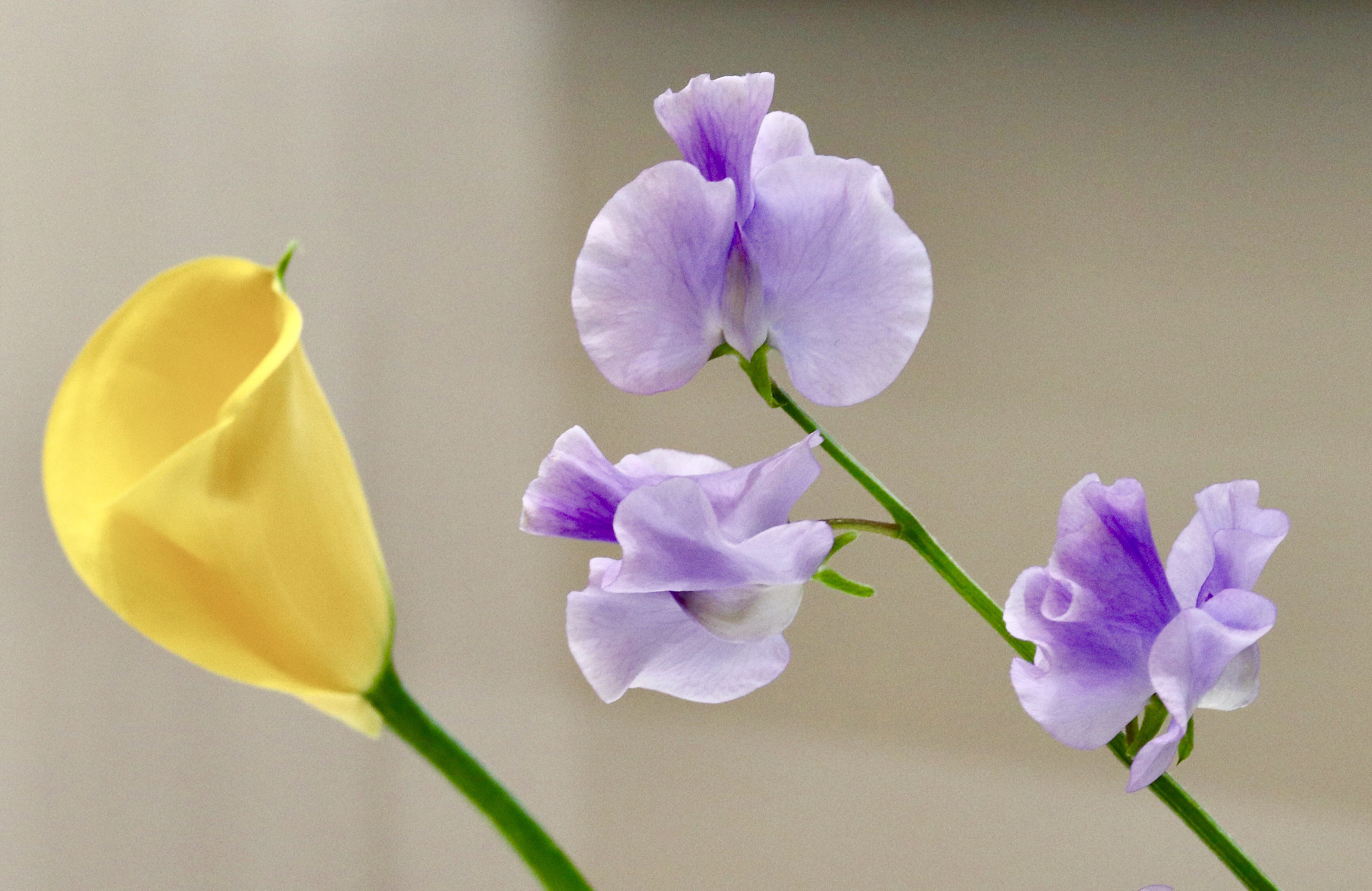 Canon EOS 200D (EOS Rebel SL2 / EOS Kiss X9) sample photo. Flower flower photography