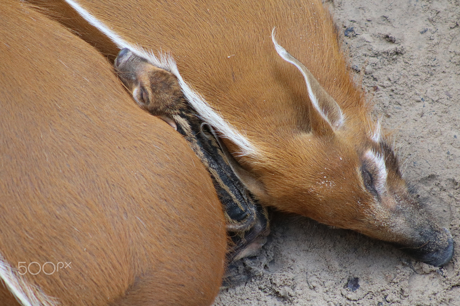 Canon EF 75-300mm f/4-5.6 USM sample photo. Piglet 5301 photography