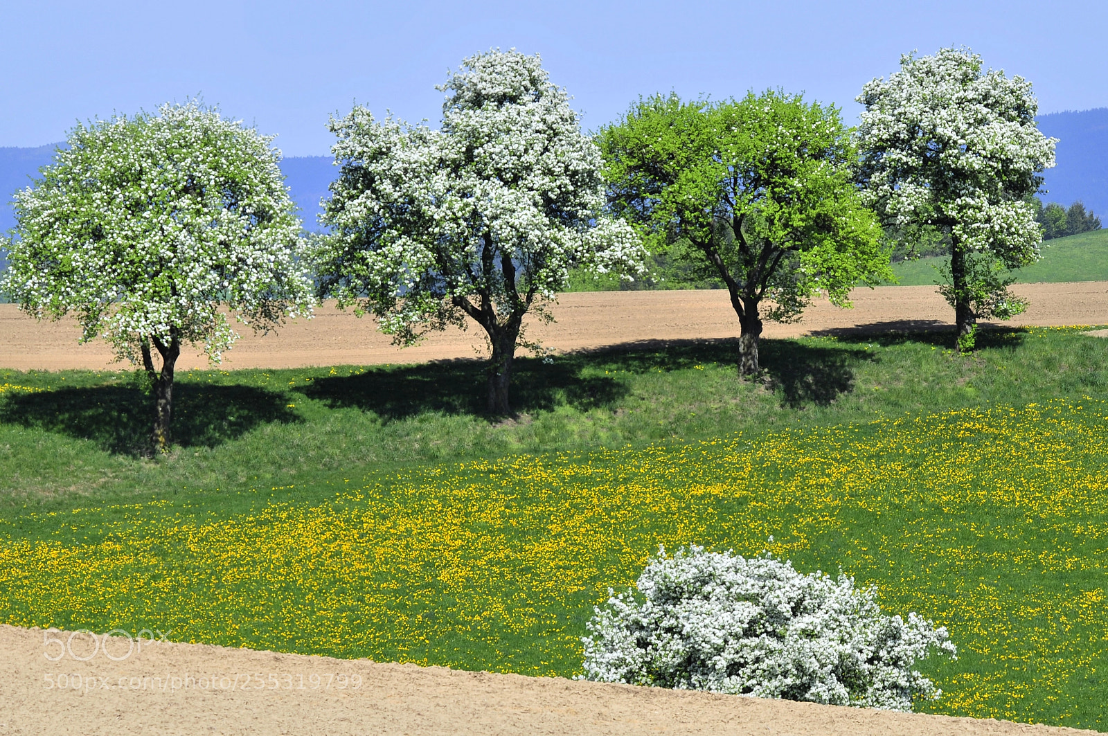 Nikon D300 sample photo. Blooming trees photography
