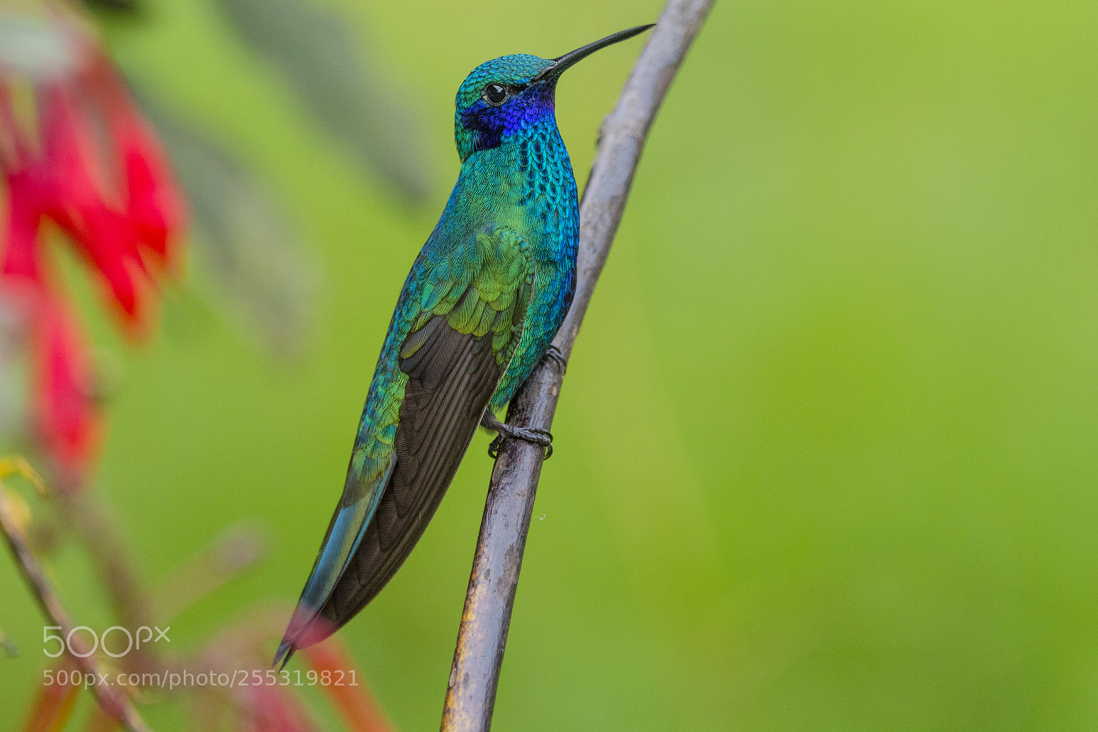 Nikon D7100 sample photo. Sparkling violetear photography