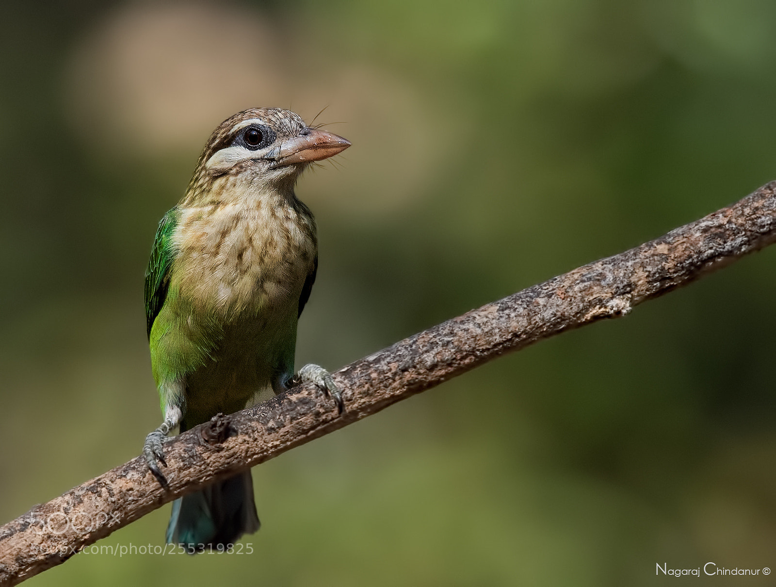 Nikon D5 sample photo. White browed barbet photography