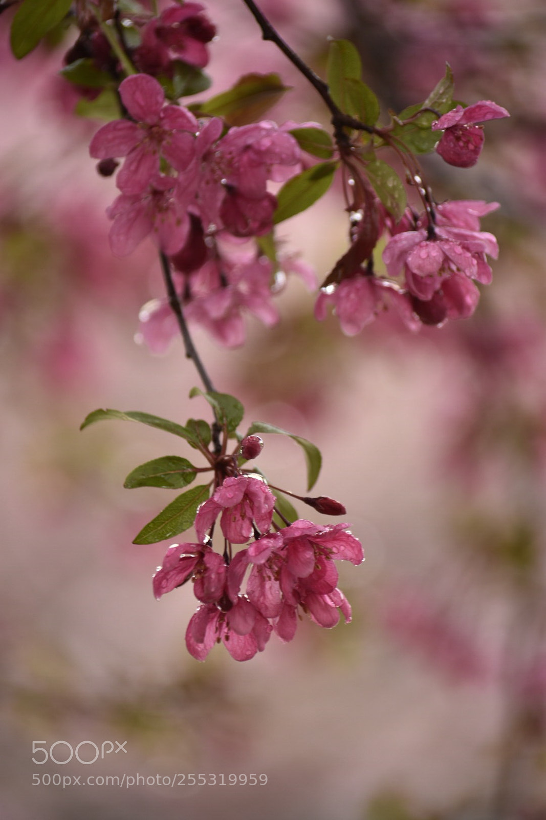 Nikon D7200 sample photo. 　in the rain photography
