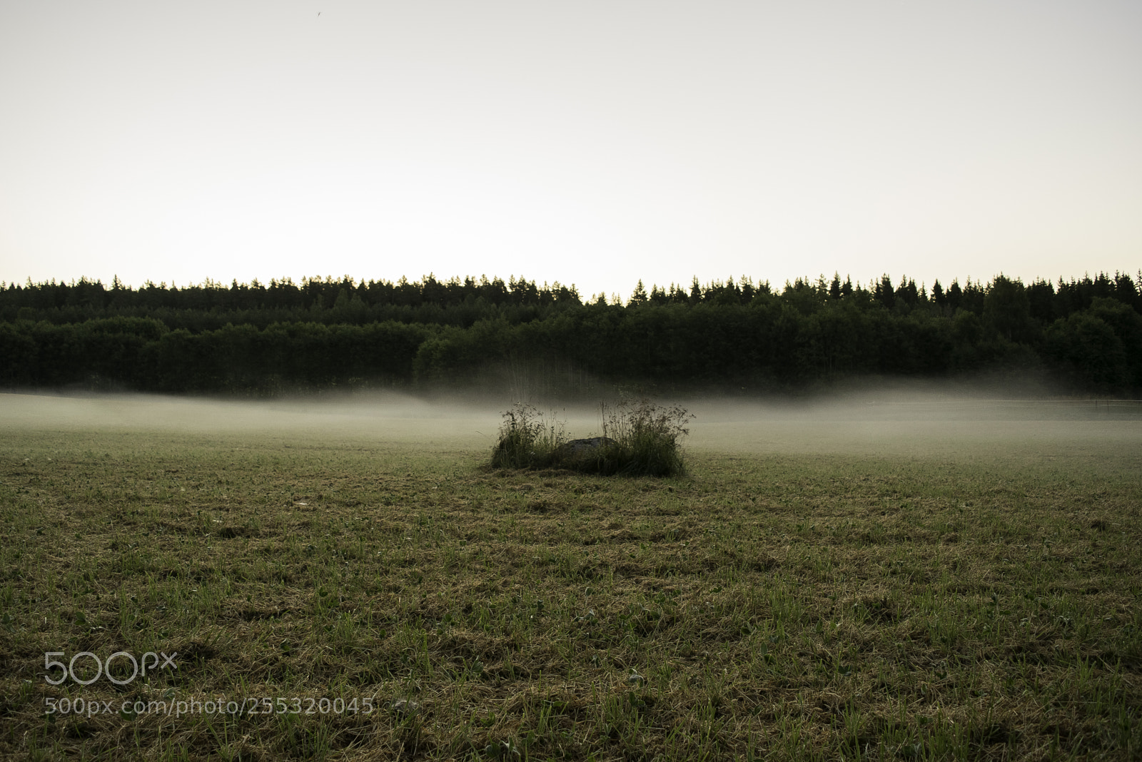 Nikon D5300 sample photo. Nature o photography