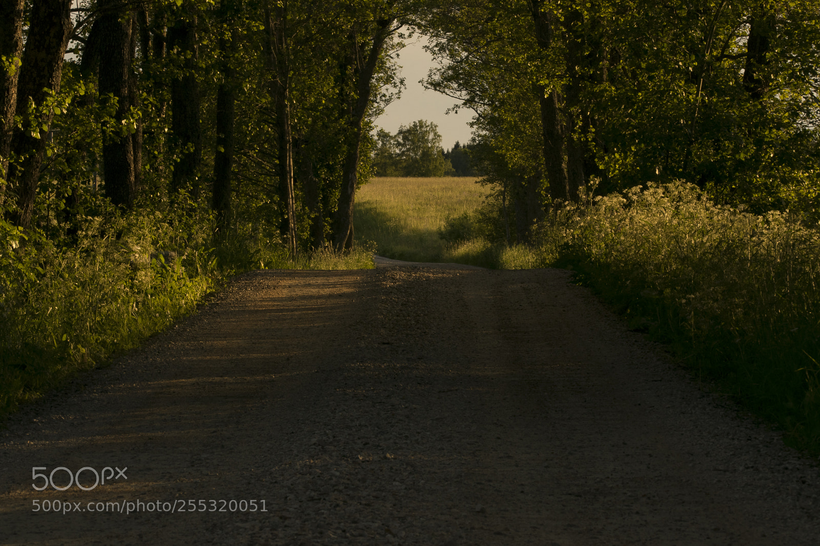 Nikon D5300 sample photo. Nature o photography