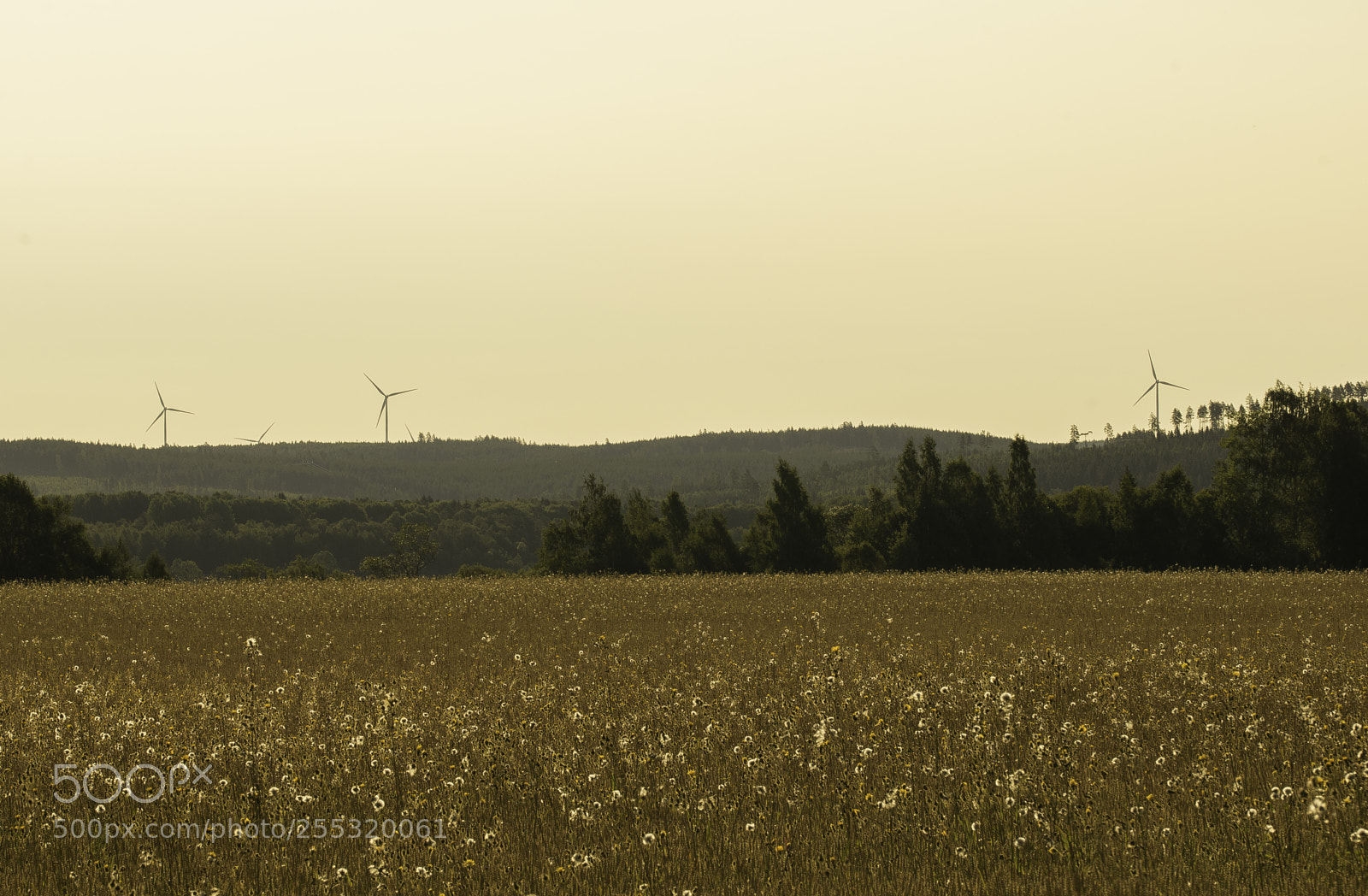 Nikon D5300 sample photo. Nature o photography