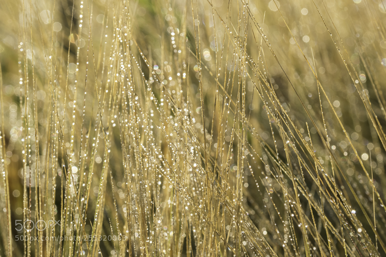 Nikon D5300 sample photo. Nature o photography