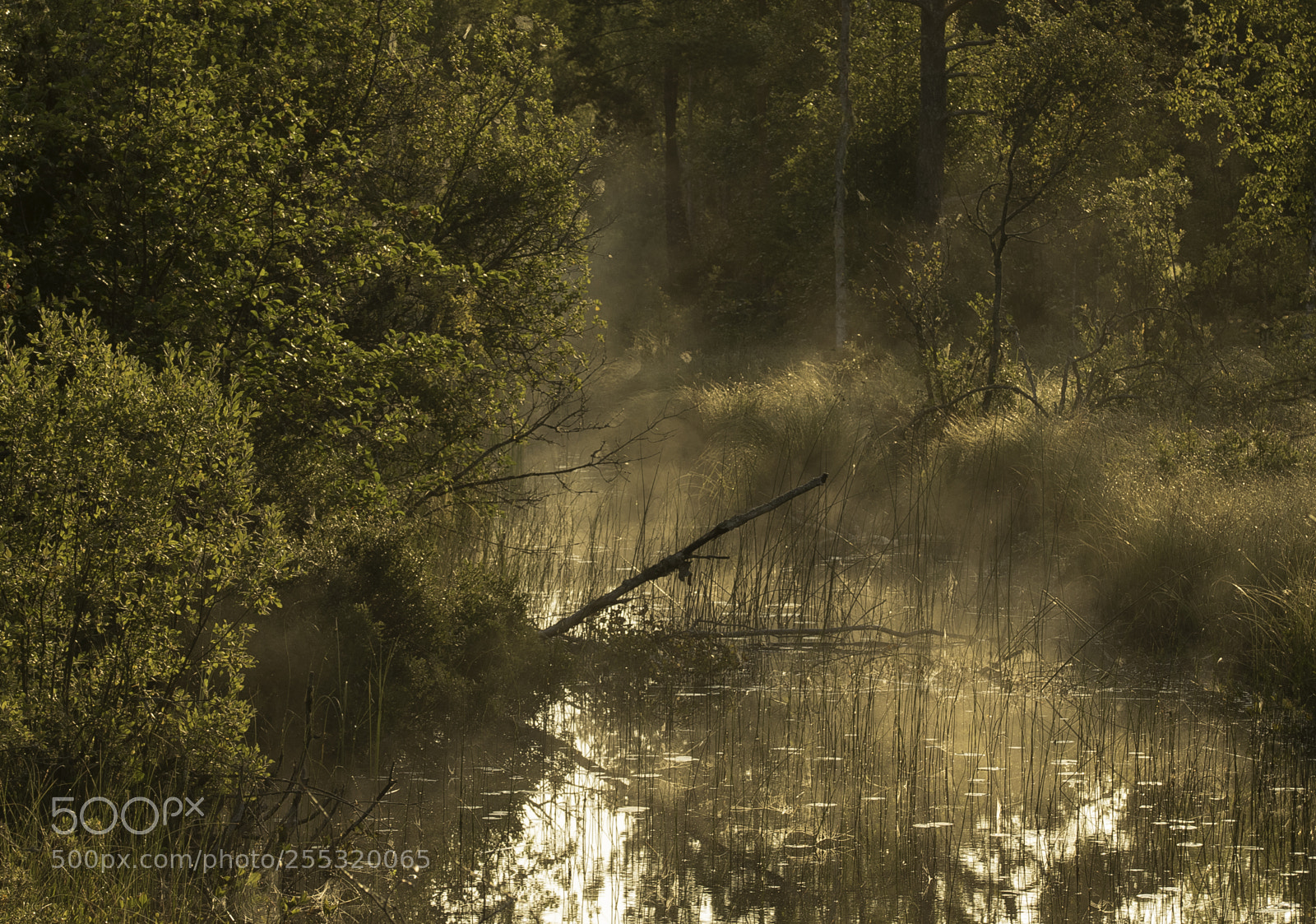 Nikon D5300 sample photo. Nature o photography