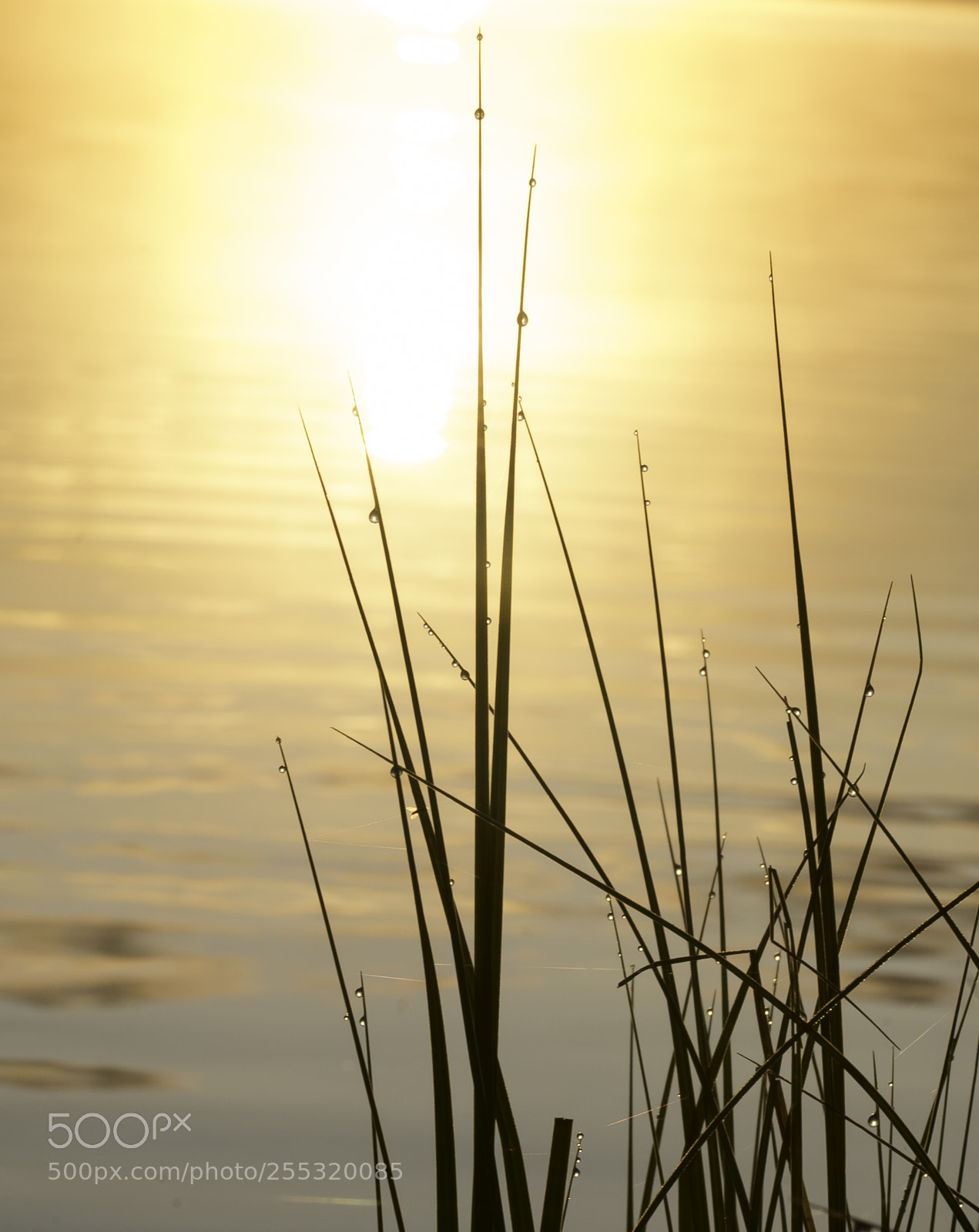 Nikon D5300 sample photo. Nature o photography