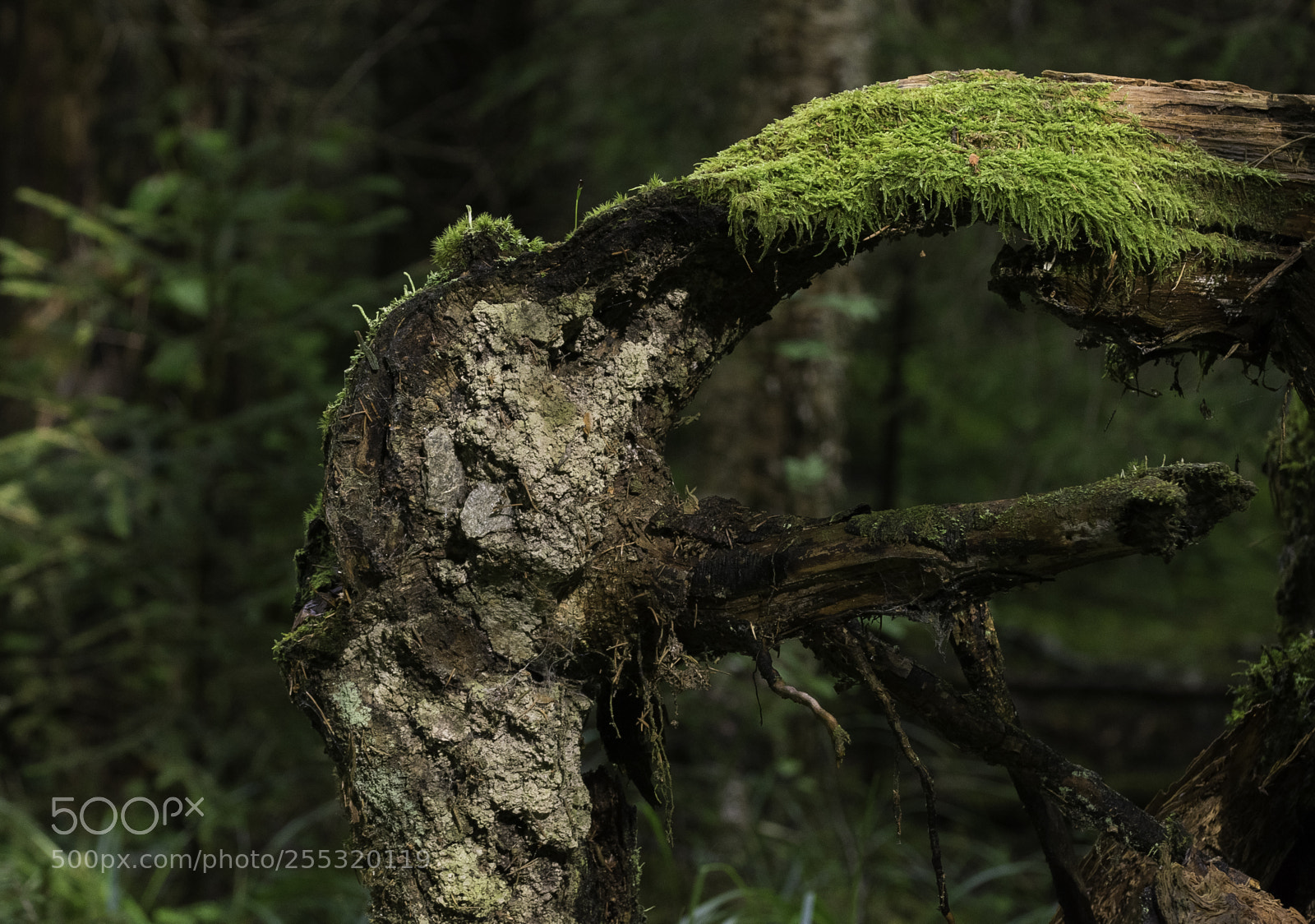 Nikon D5300 sample photo. Nature o photography