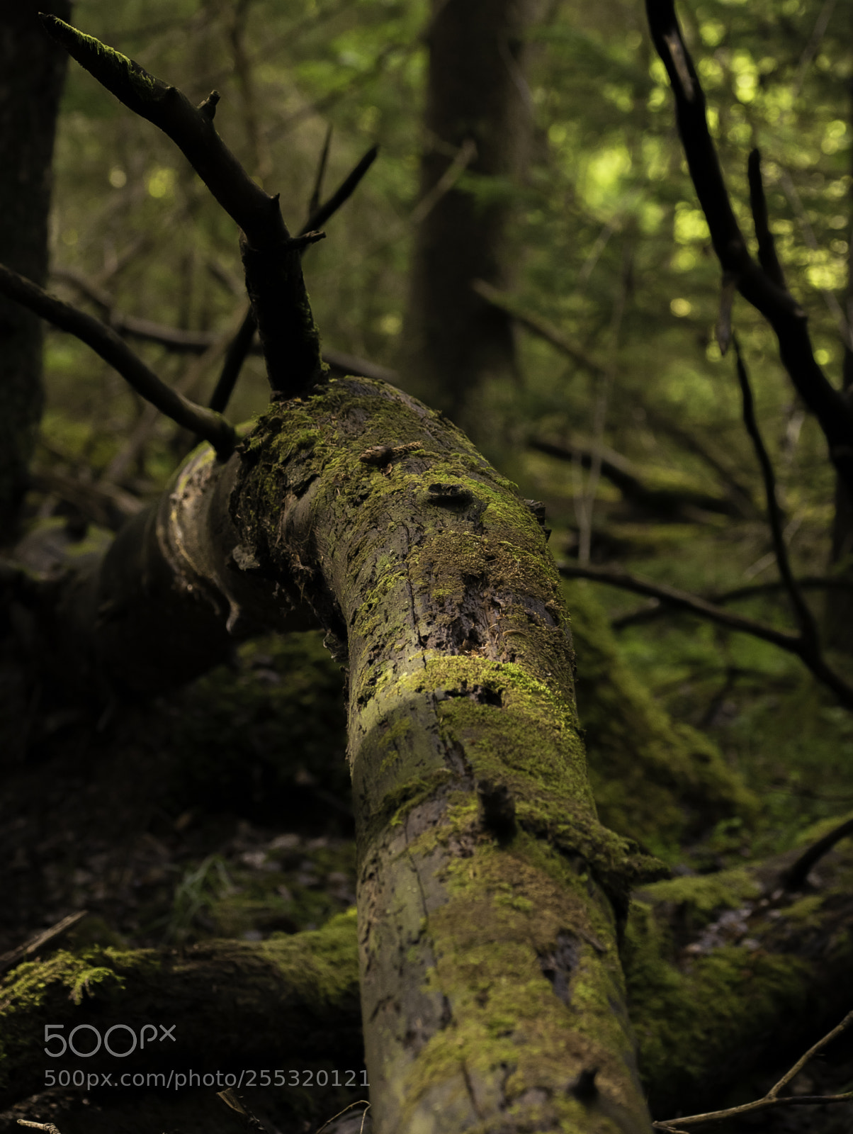 Nikon D5300 sample photo. Nature o photography