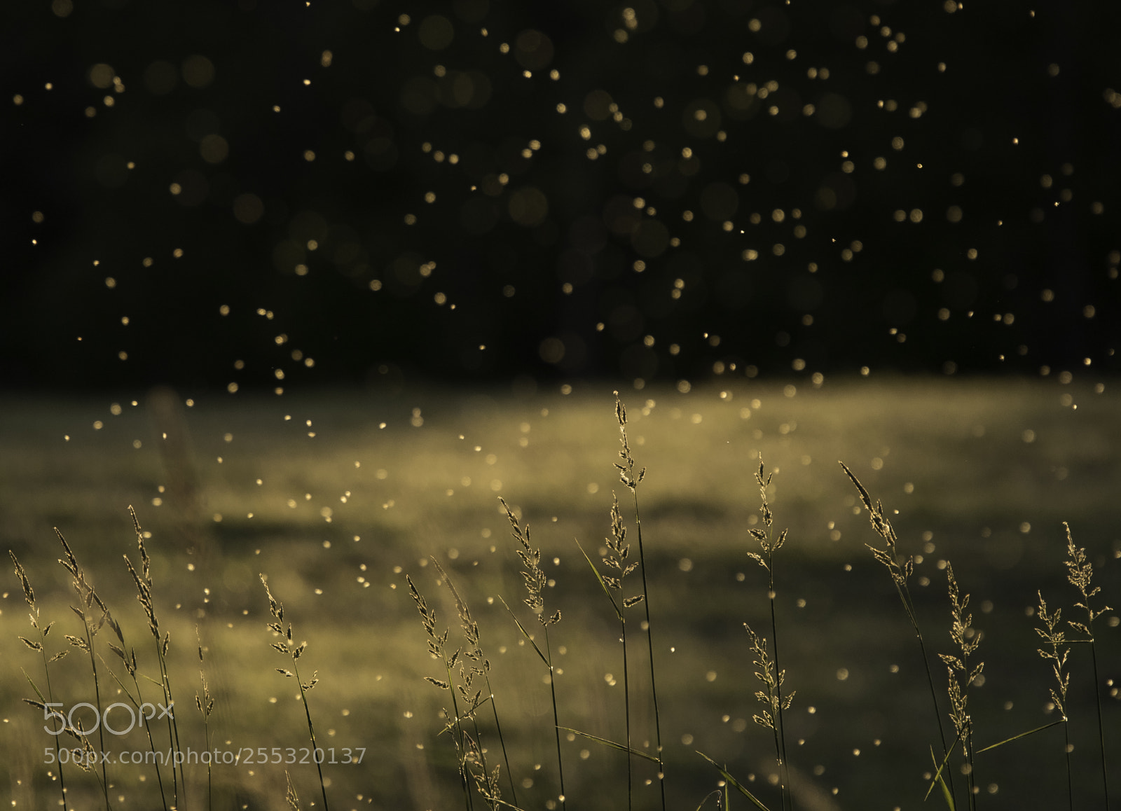 Nikon D5300 sample photo. Nature o photography