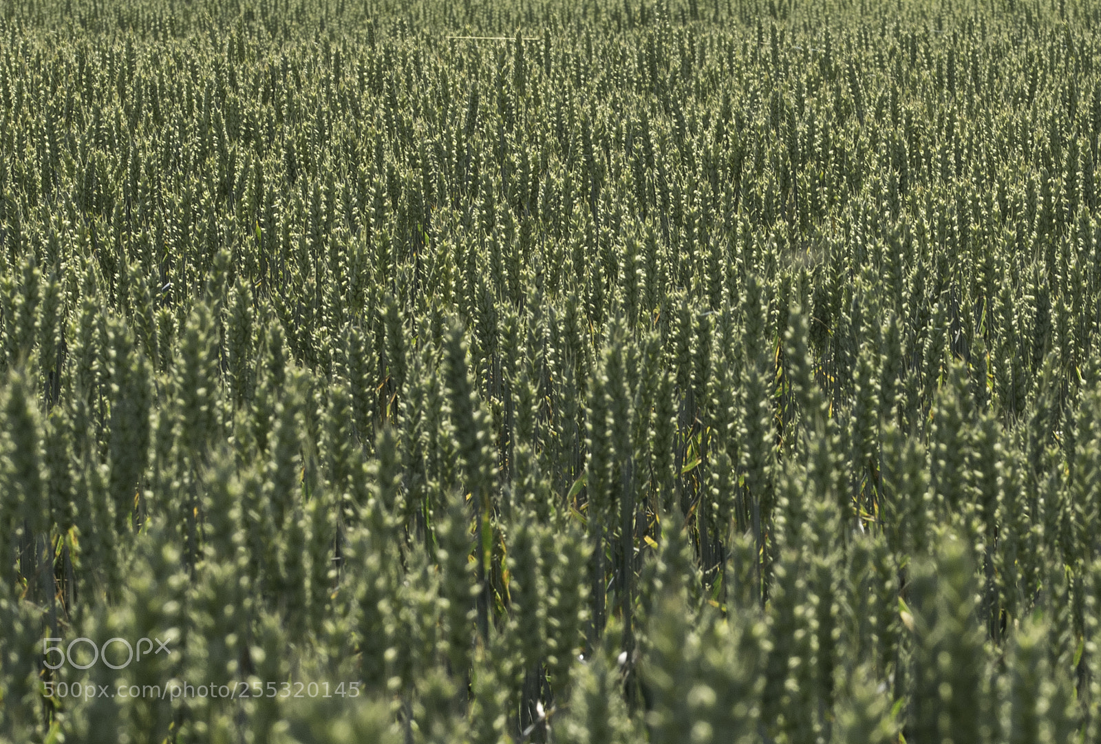 Nikon D5300 sample photo. Nature o photography