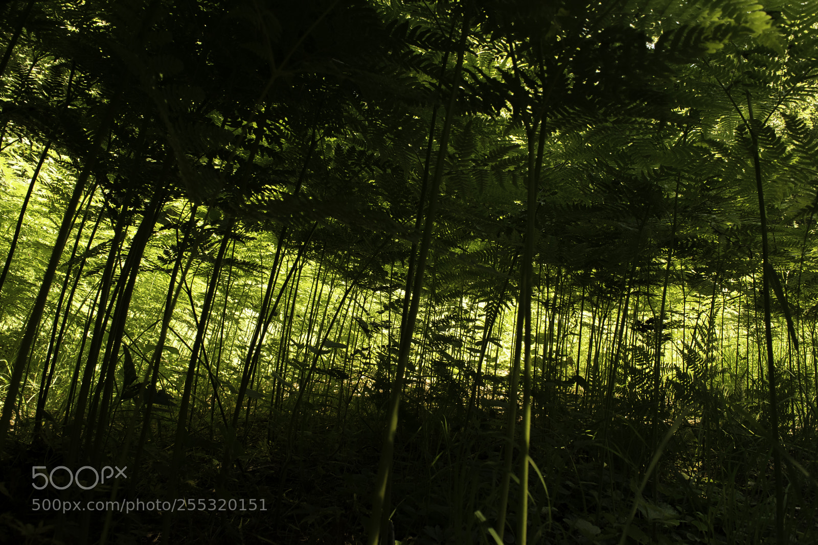 Nikon D5300 sample photo. Nature o photography