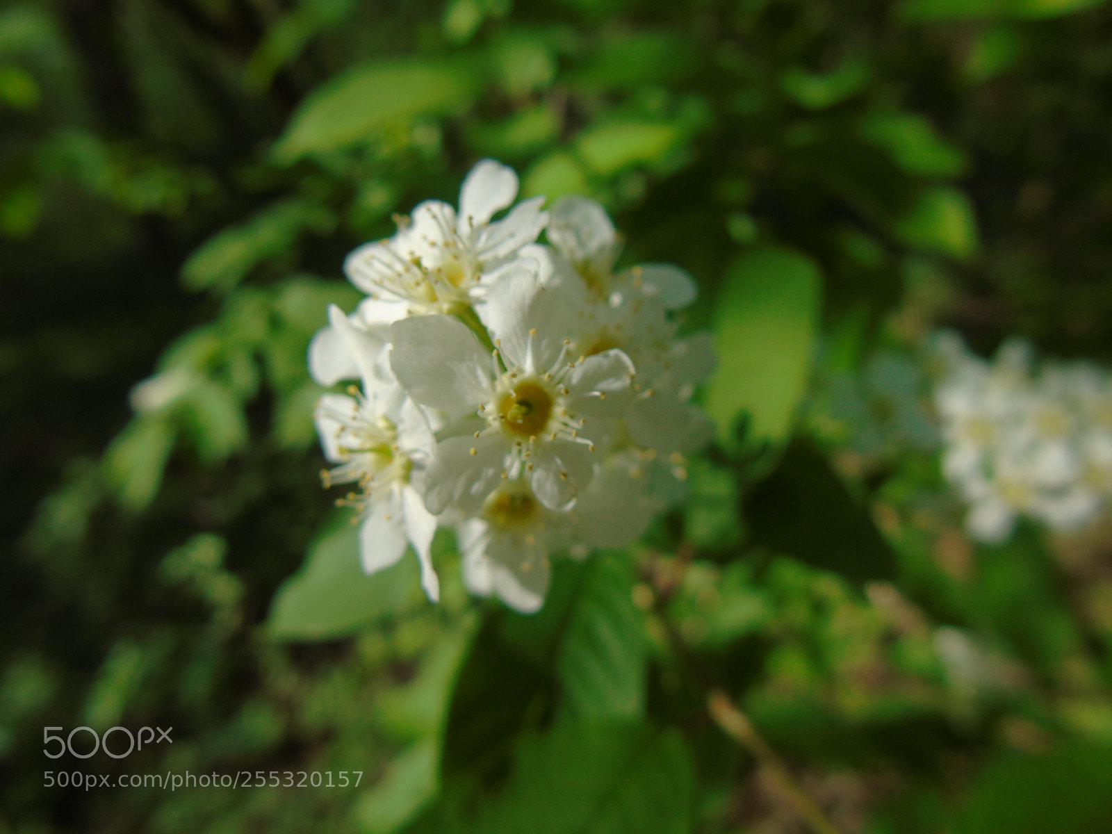 Sony Cyber-shot DSC-H400 sample photo. Untitled photography