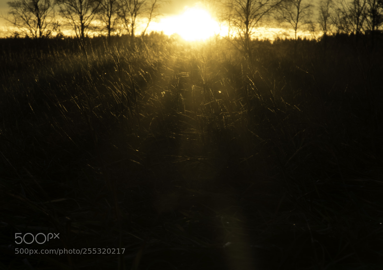 Nikon D5300 sample photo. Nature o photography