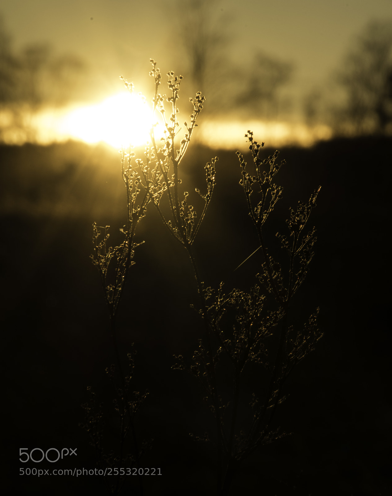Nikon D5300 sample photo. Nature o photography