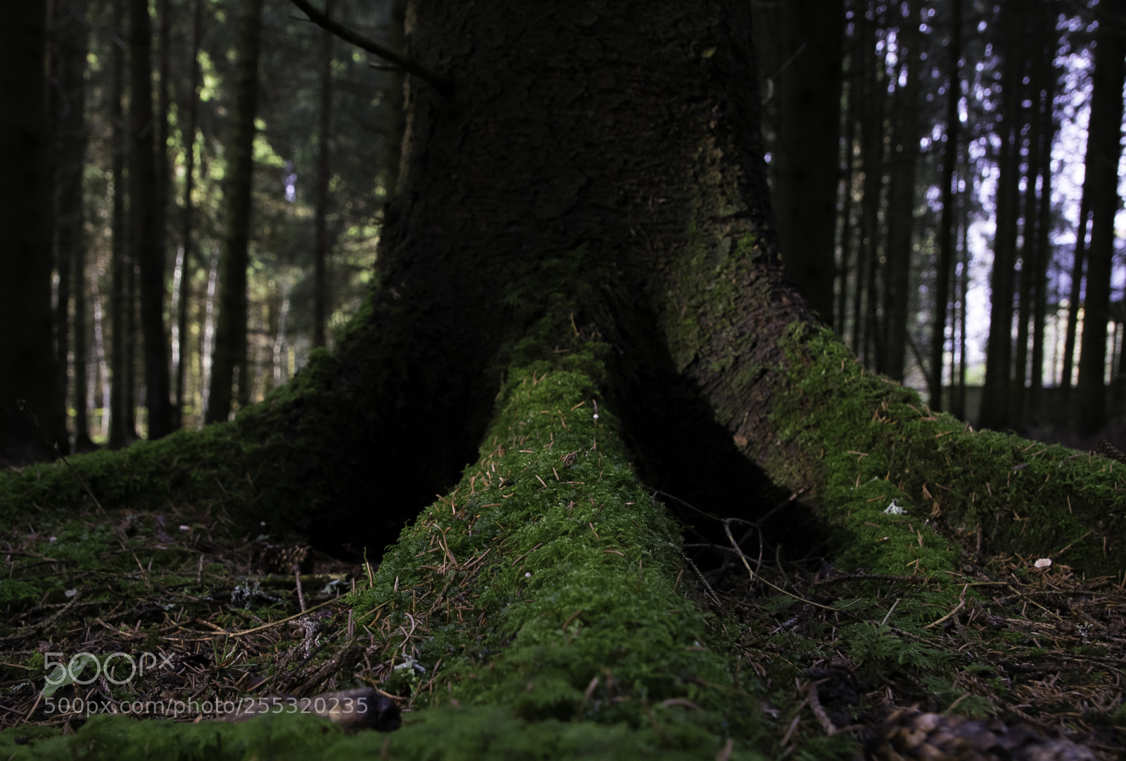 Nikon D5300 sample photo. Nature o photography