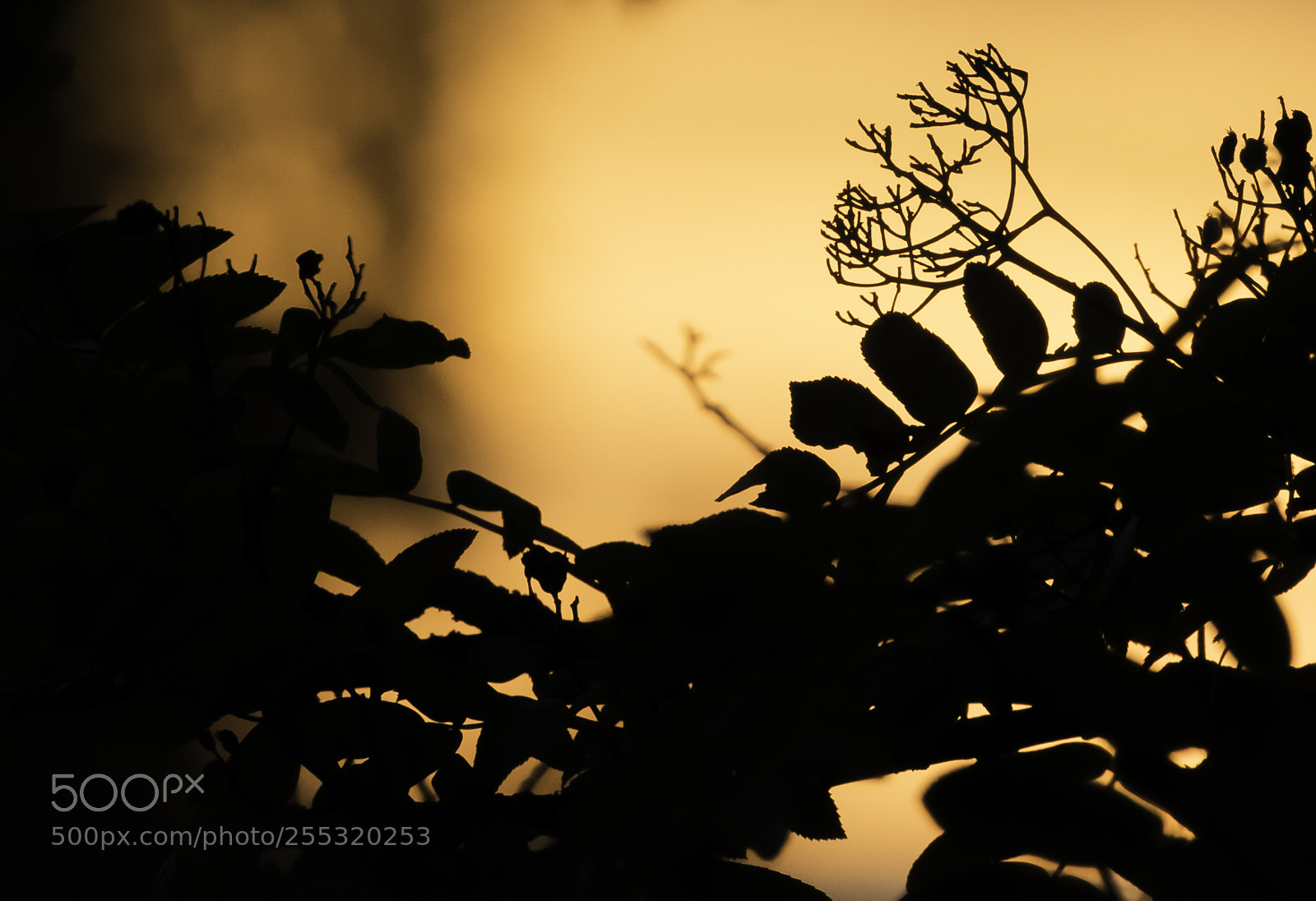 Nikon D5300 sample photo. Nature o photography